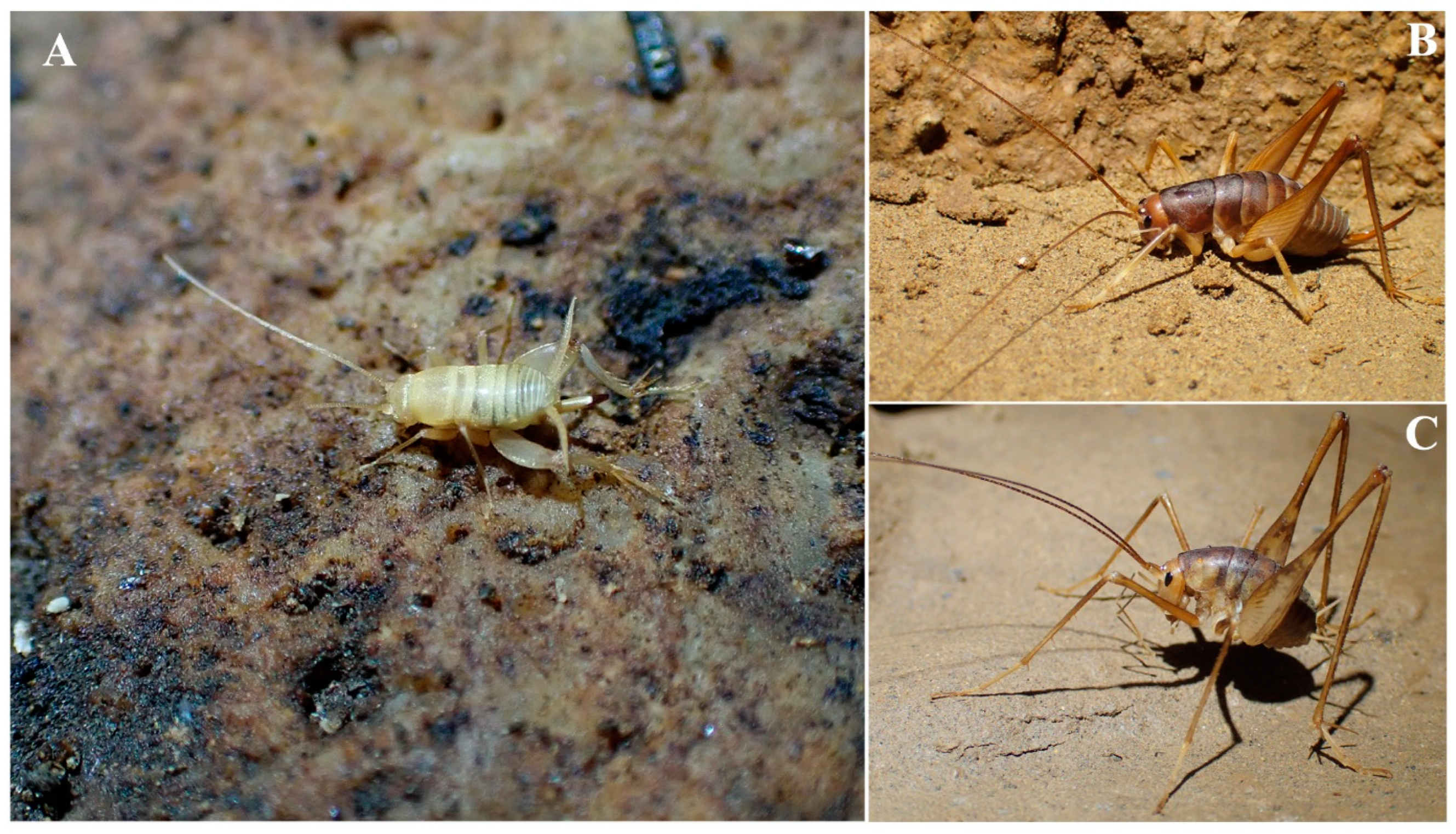 Camel Crickets (Cave Crickets)  Missouri Department of Conservation