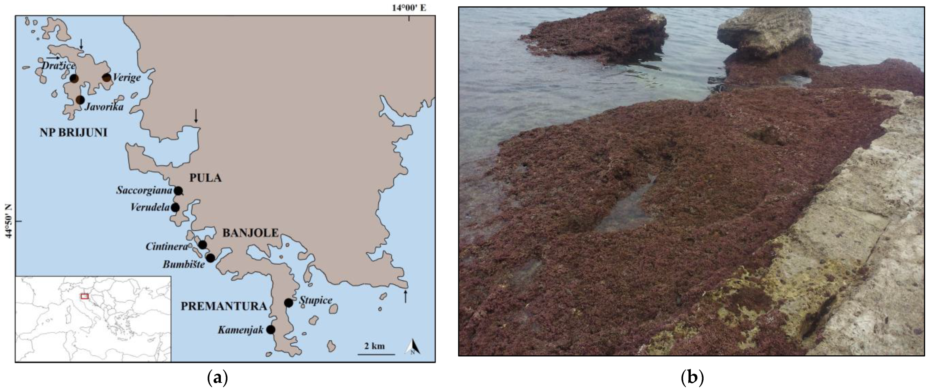 Diversity 15 01099 g001 Diversity 15 01099 g001