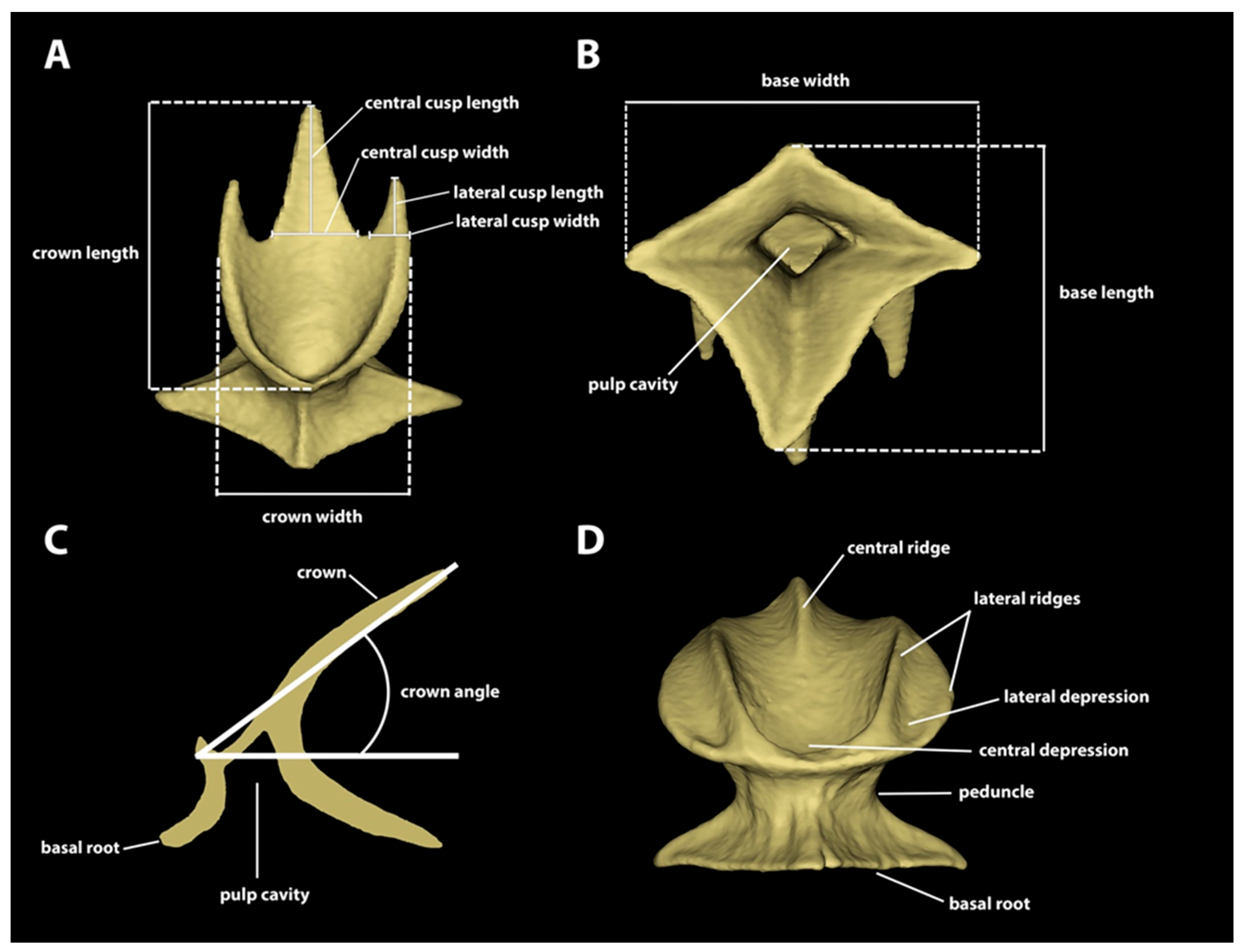 Diversity 15 01105 g002