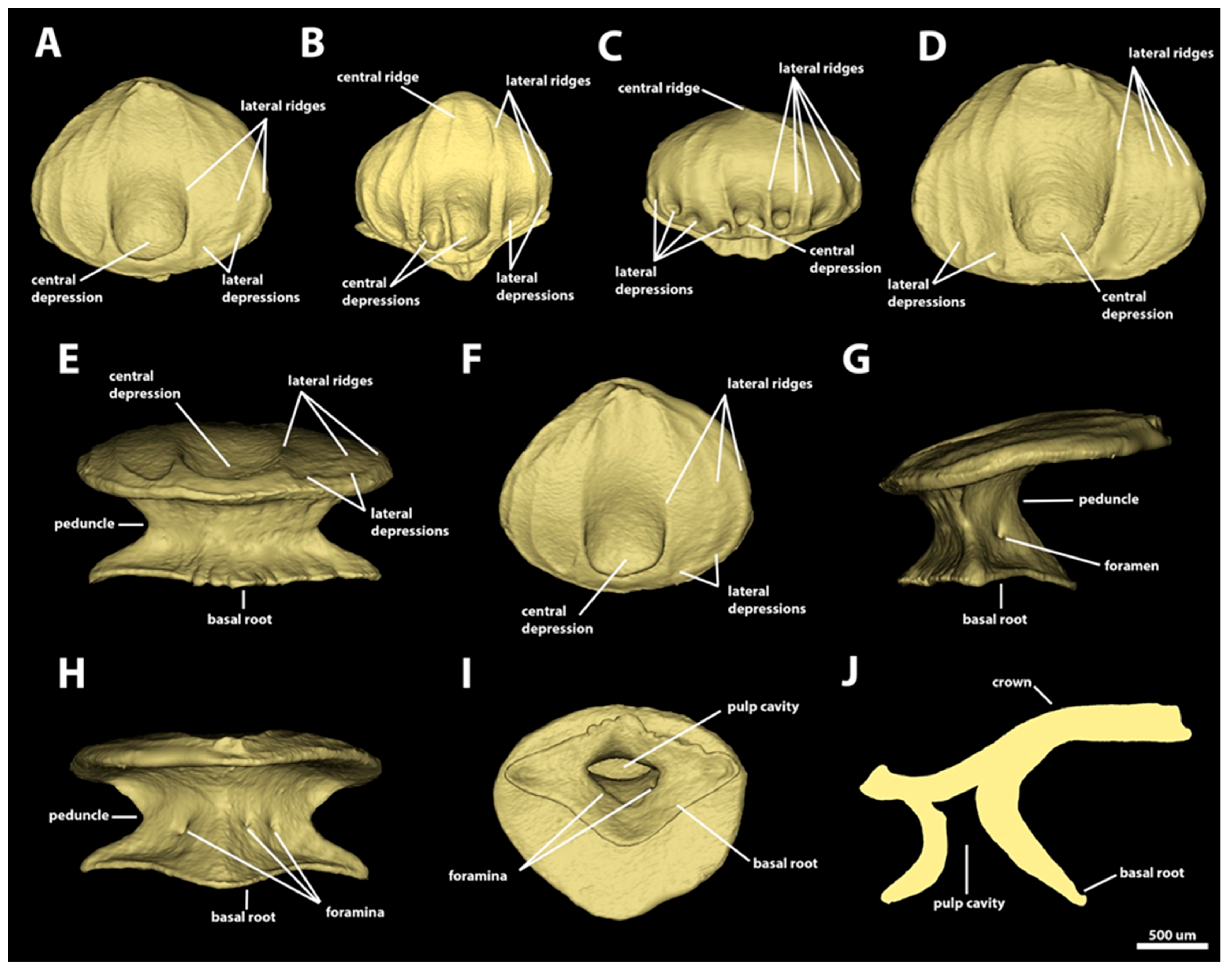 Diversity 15 01105 g005