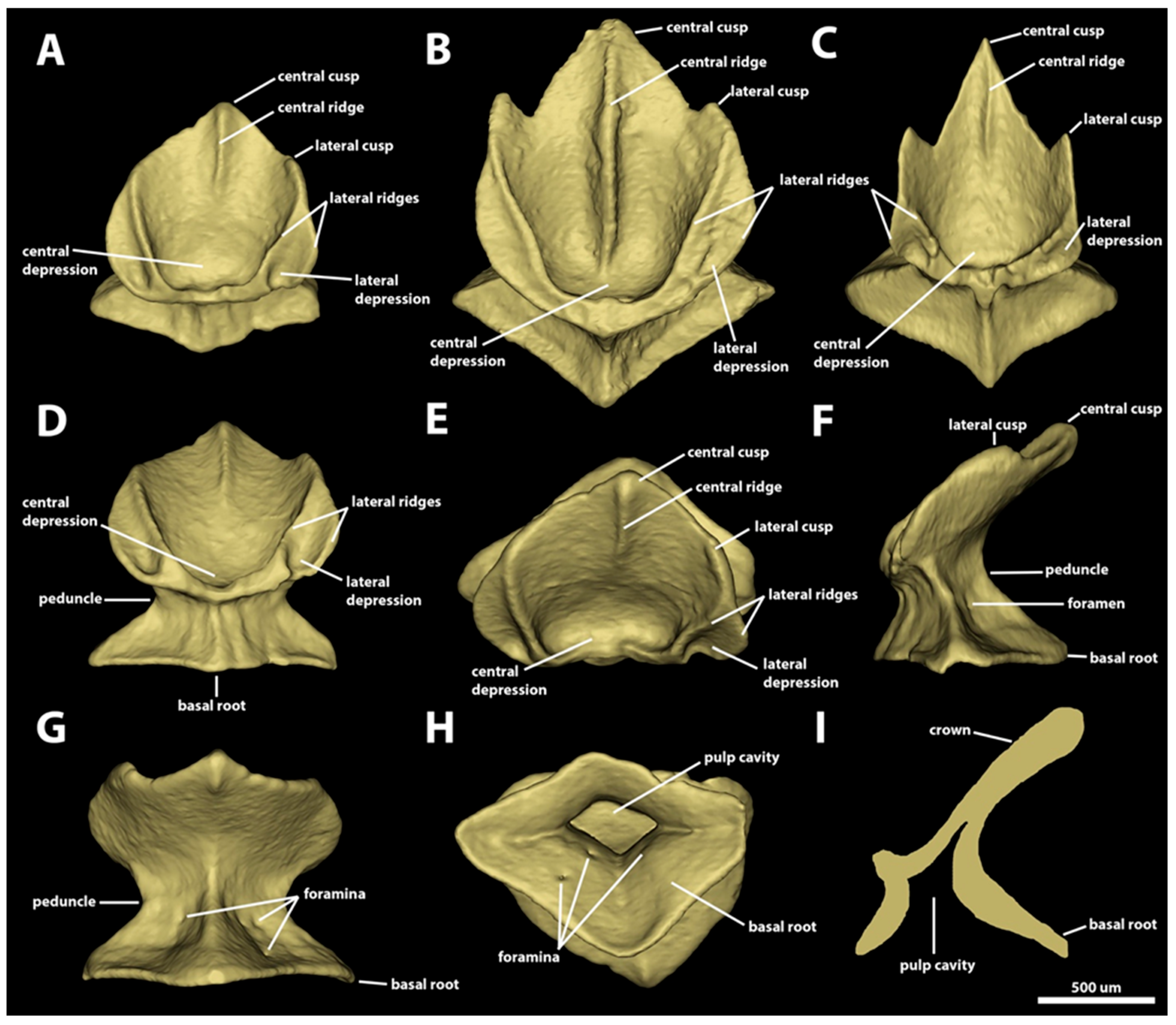 Diversity 15 01105 g007