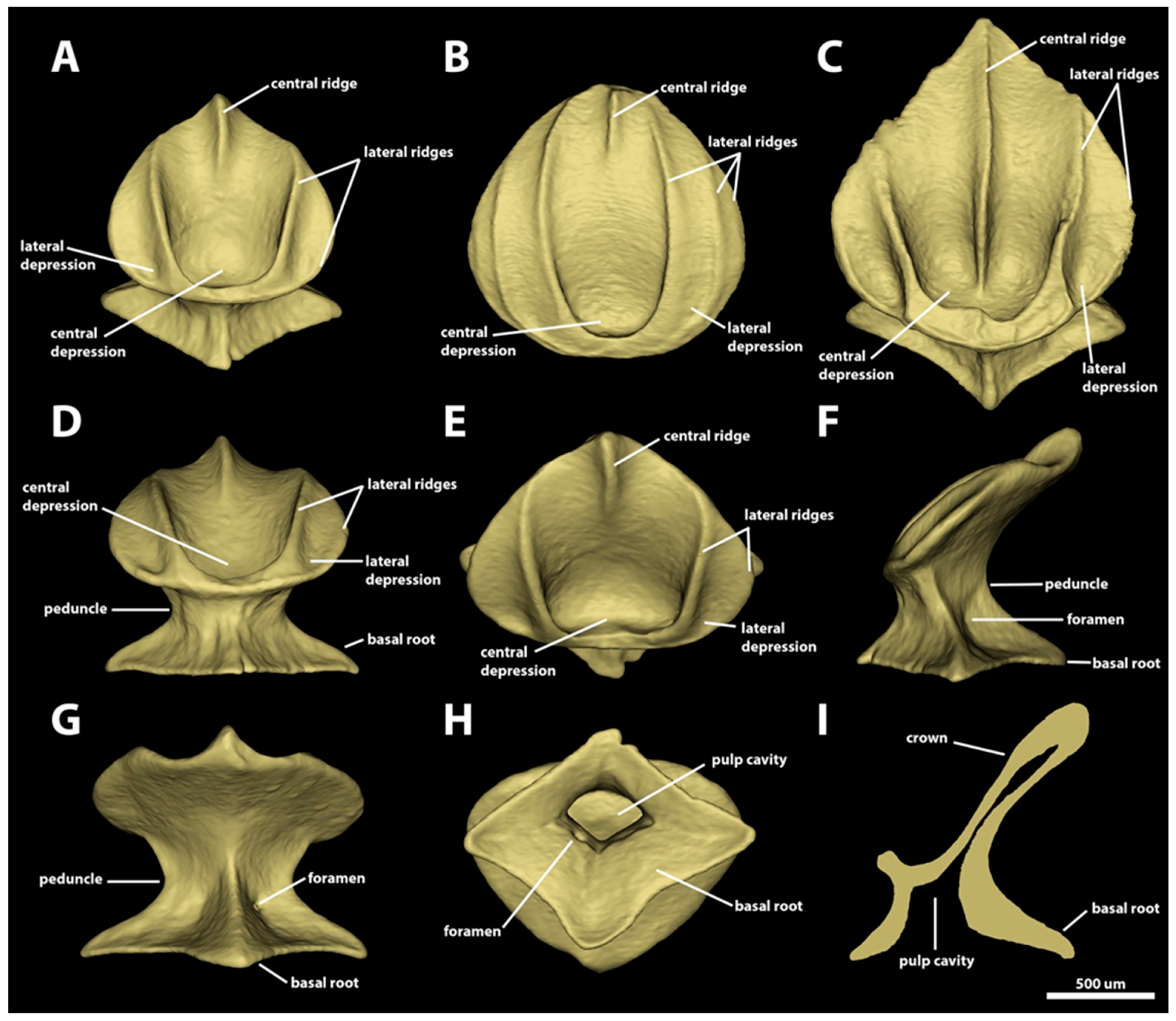 Diversity 15 01105 g008
