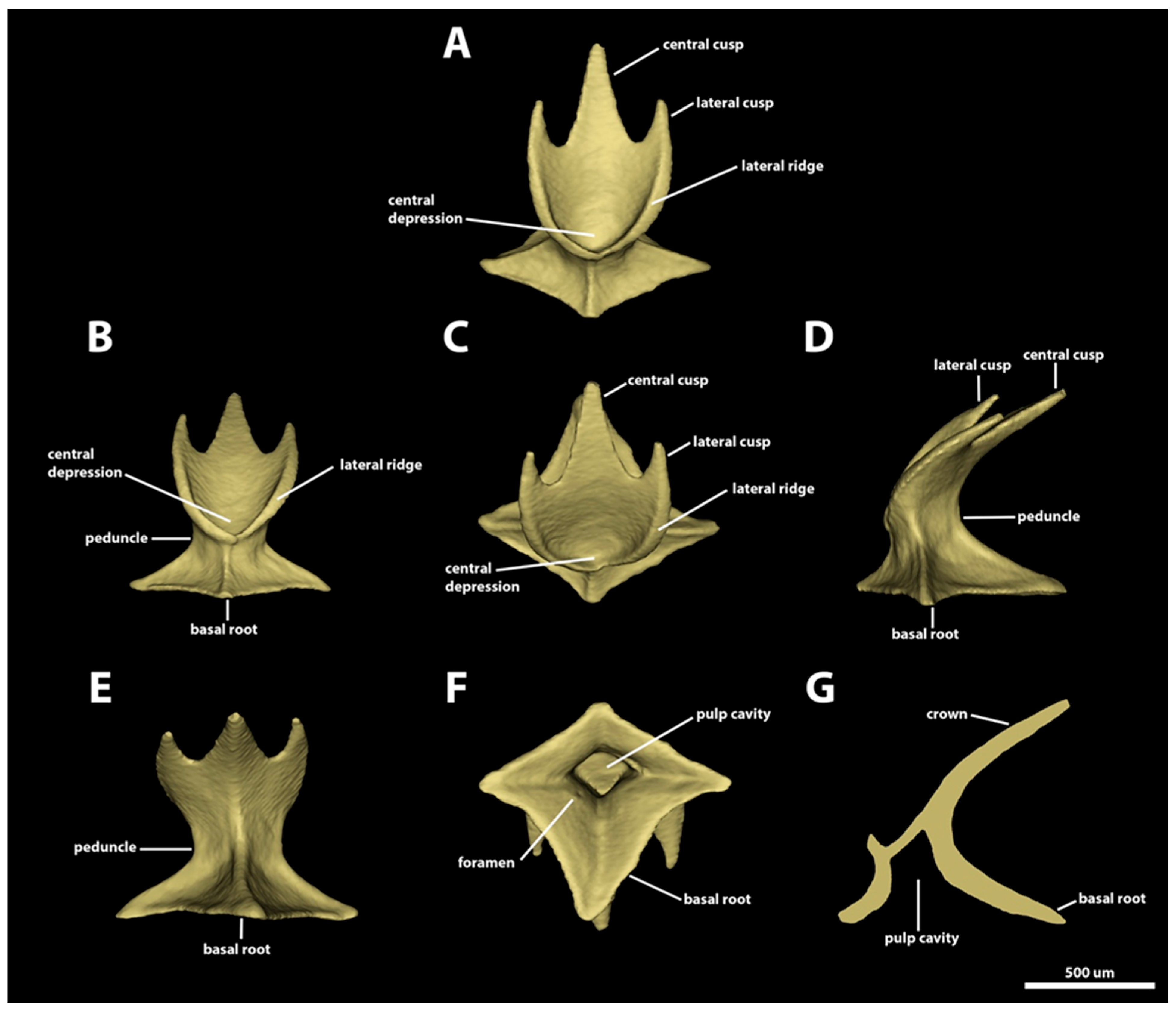 Diversity 15 01105 g010