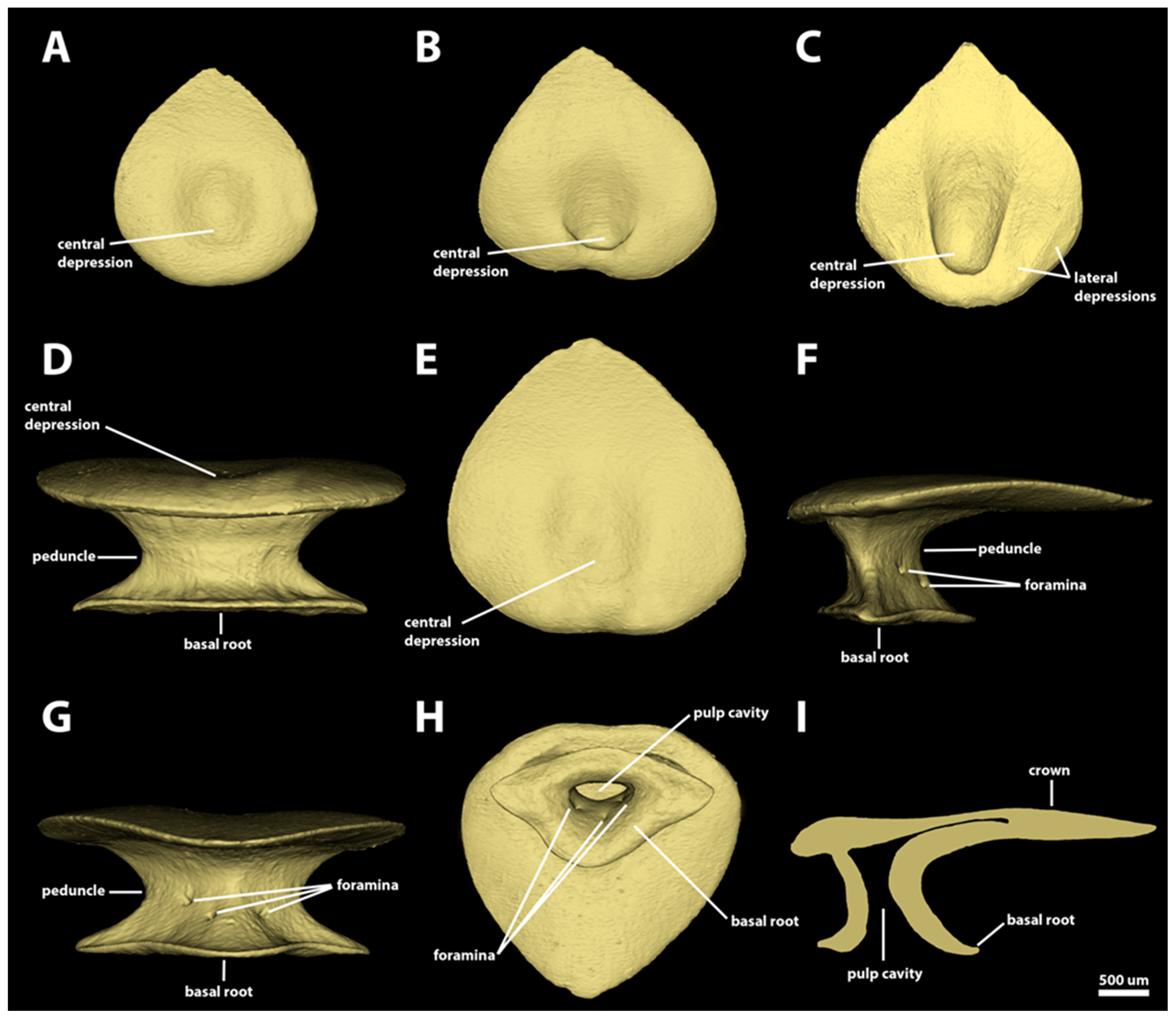 Diversity 15 01105 g013