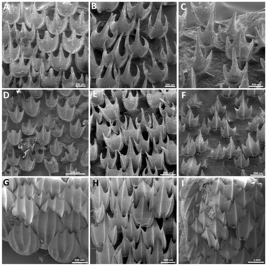 Shark's skin inspires scientists to design a (b) hygienic floor-wall