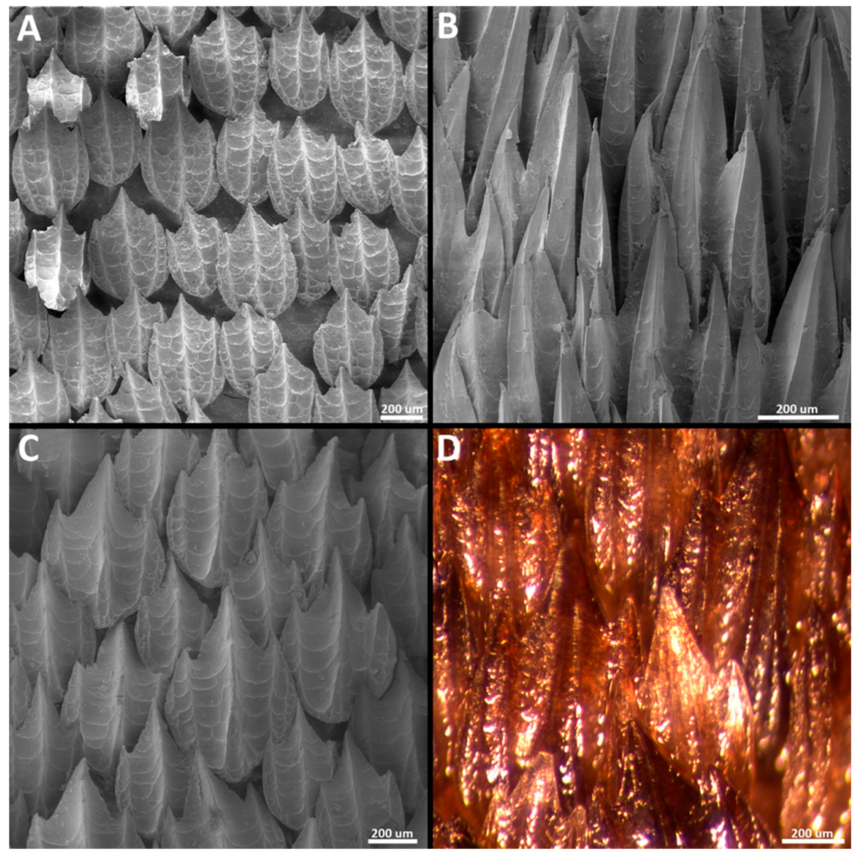 Diversity 15 01105 g025