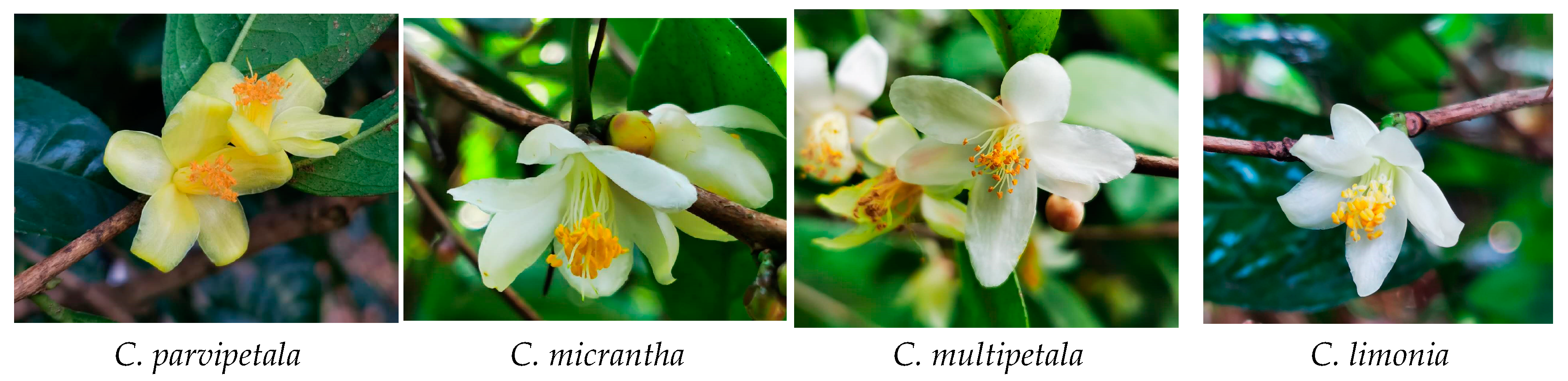 Diversity 15 01134 g006