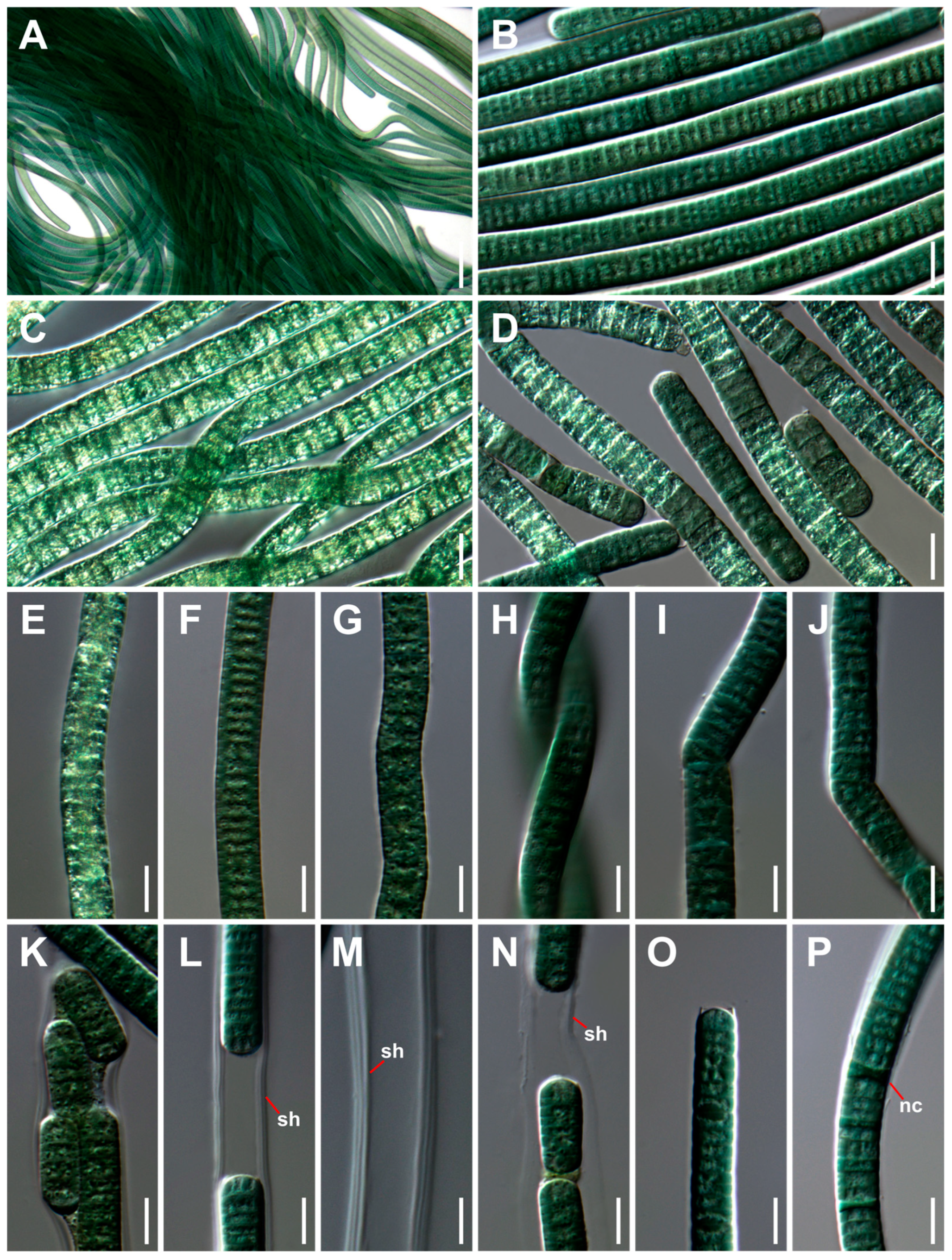 Diversity 15 01174 g002