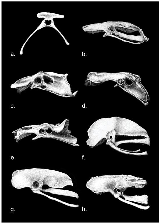 Diversity | Free Full-Text | The Avian Acetabulum: Small Structure, but ...