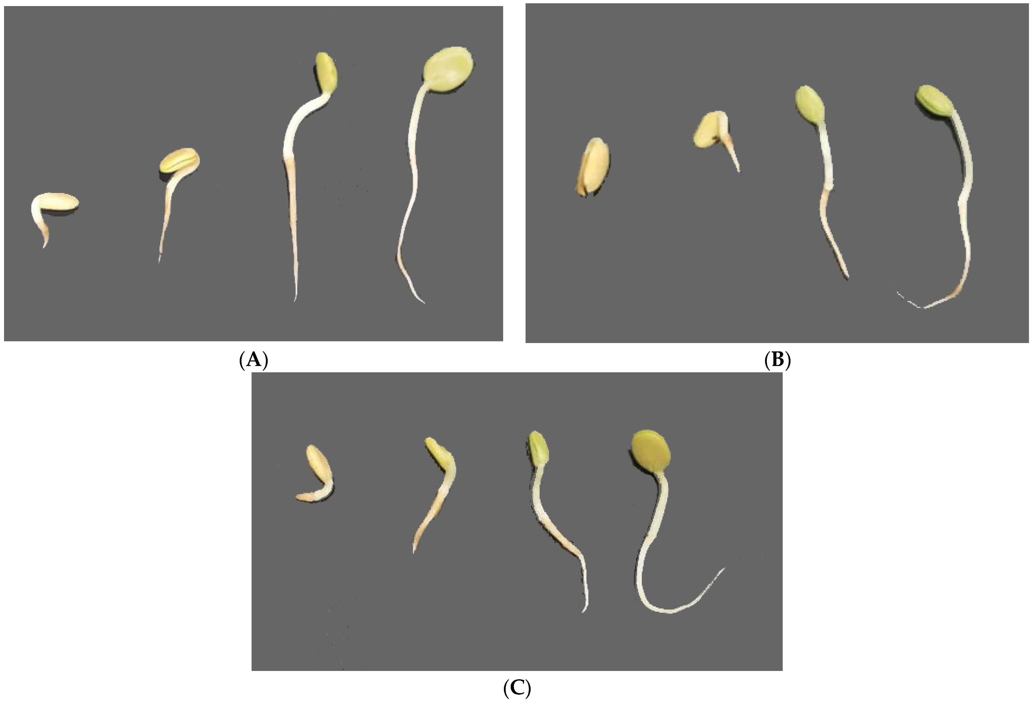 Diversity 16 00026 g005 Diversity 16 00026 g005