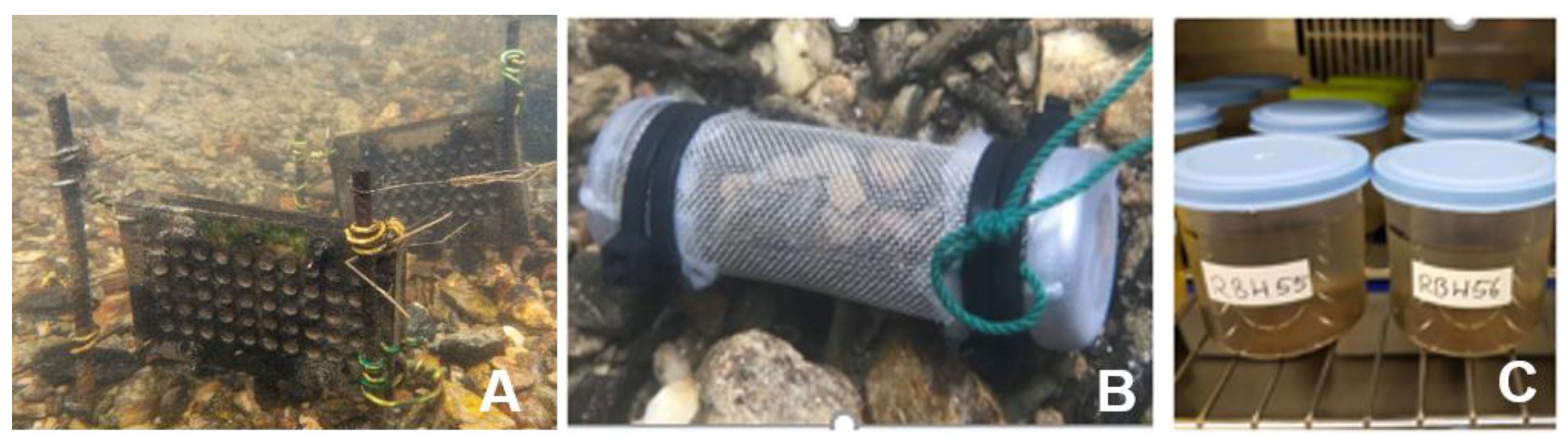 Diversity 16 00039 g001 Diversity 16 00039 g001