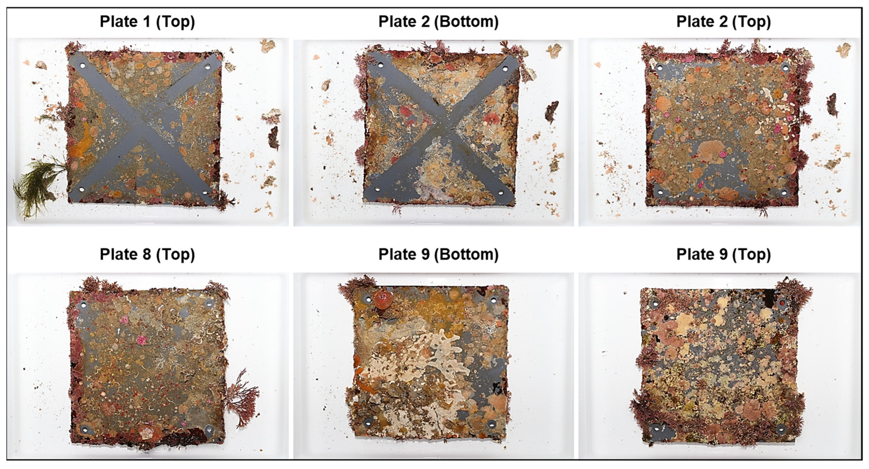 Diversity 16 00083 g003