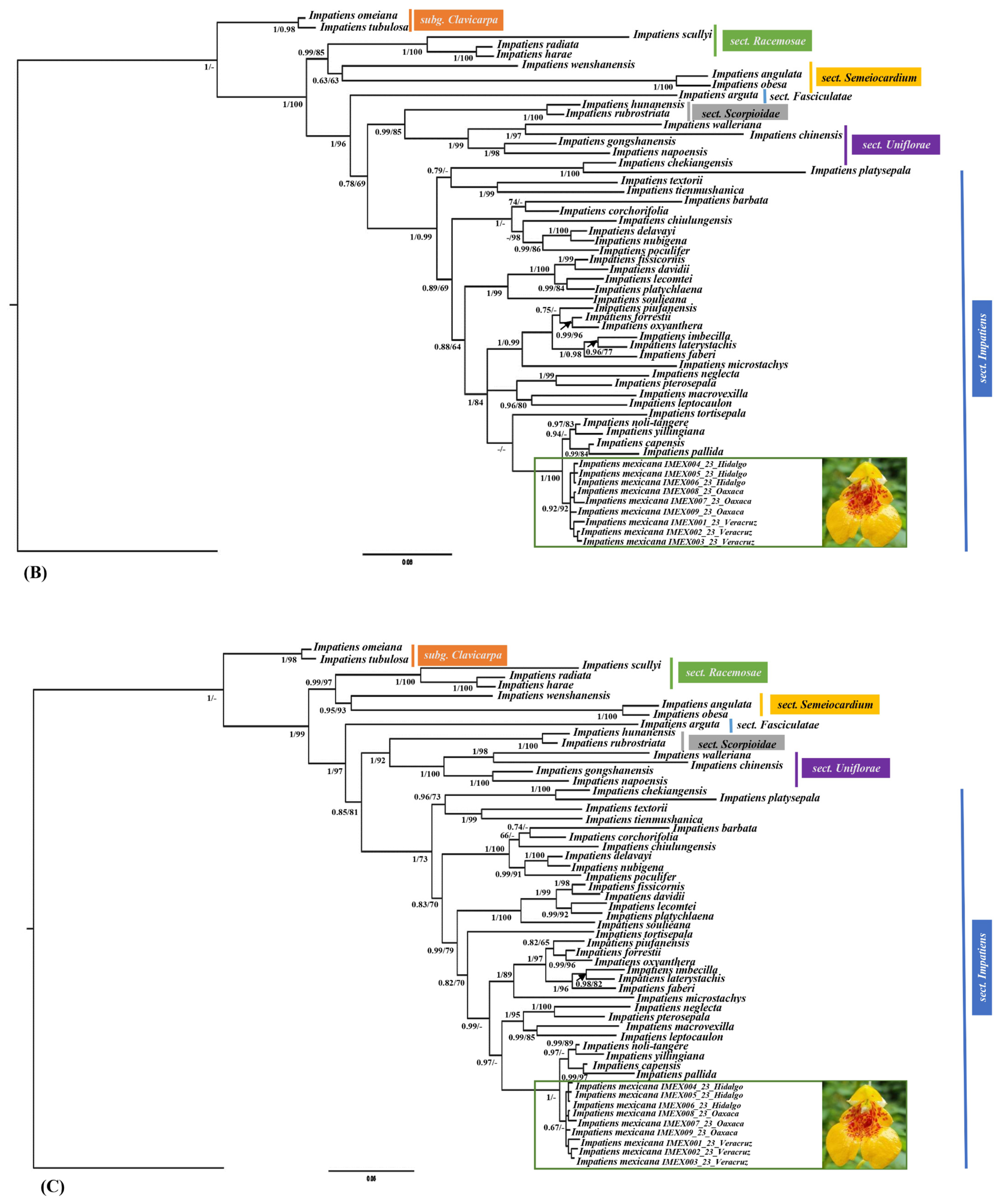 Diversity 16 00087 g007b Diversity 16 00087 g007b