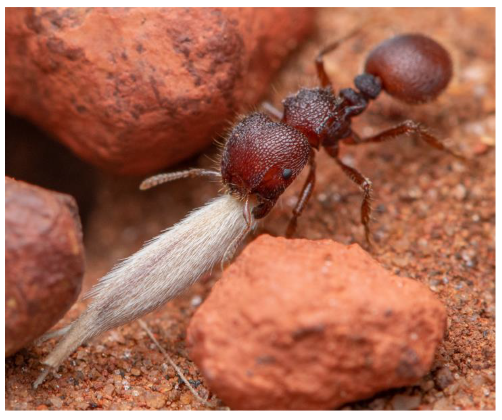 Diversity 16 00126 g001