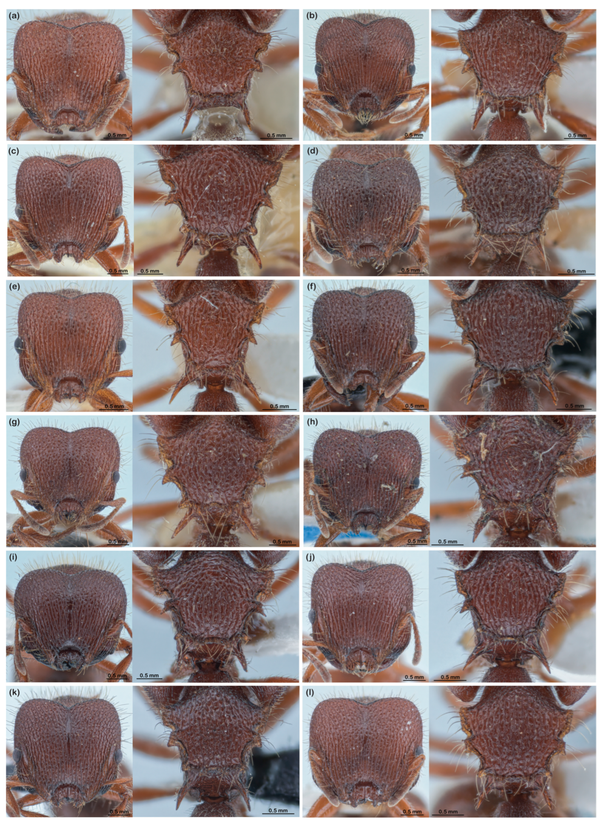 Diversity 16 00126 g003