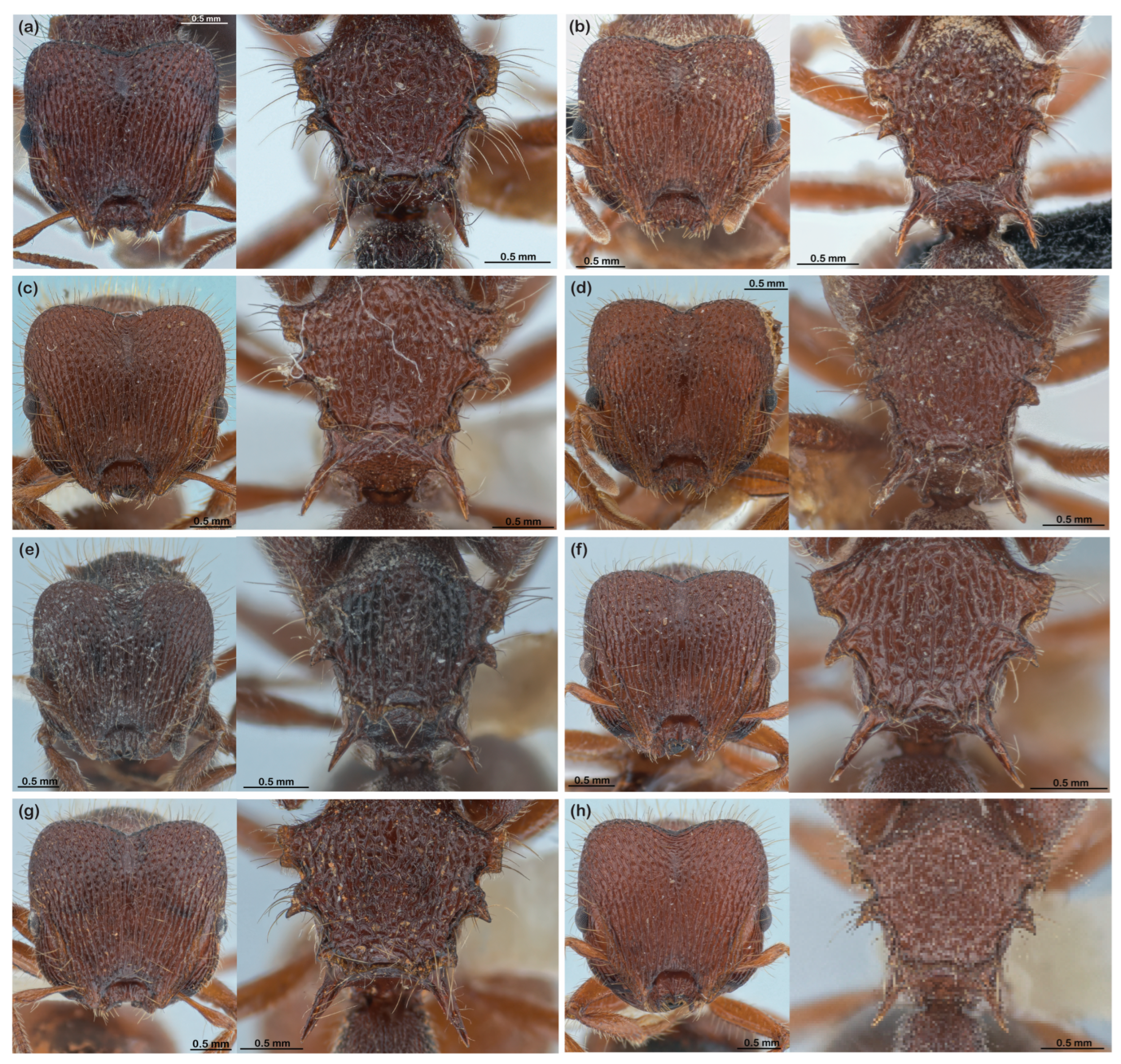 Diversity 16 00126 g007