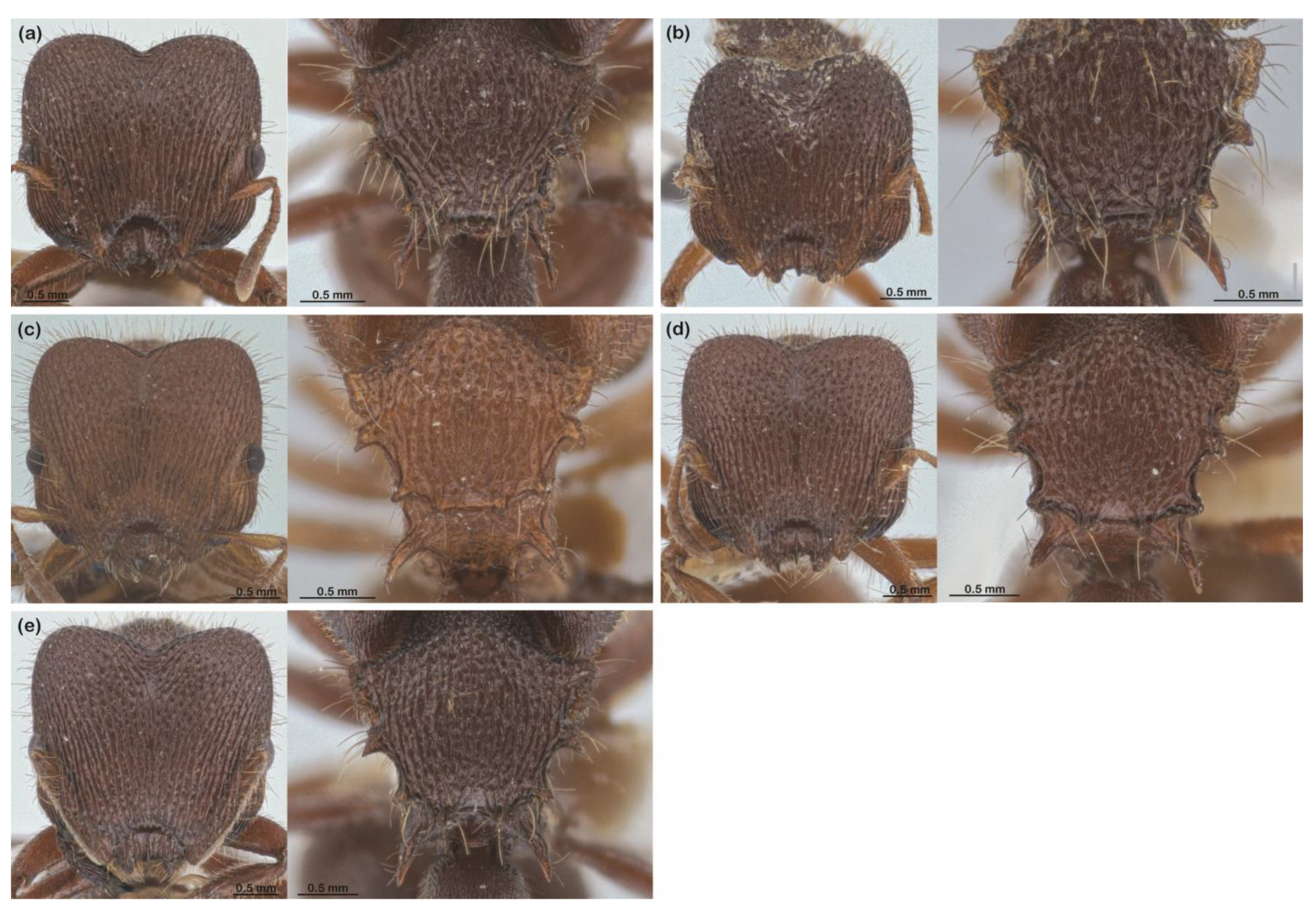 Diversity 16 00126 g012