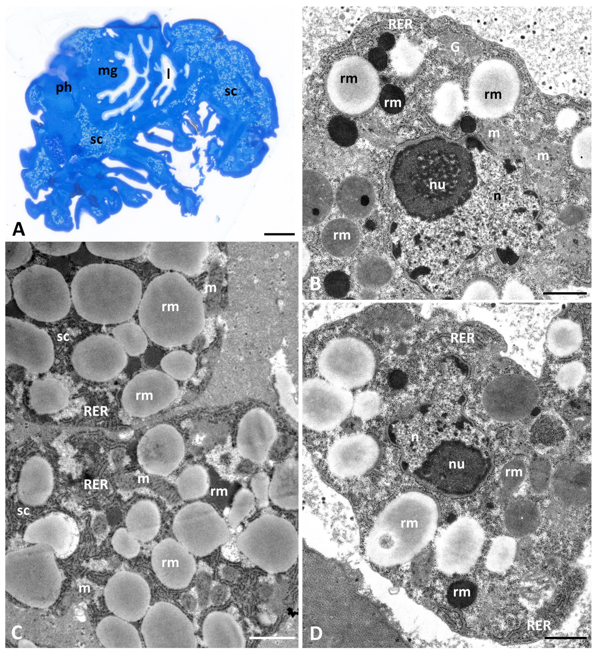 Diversity 16 00132 g001