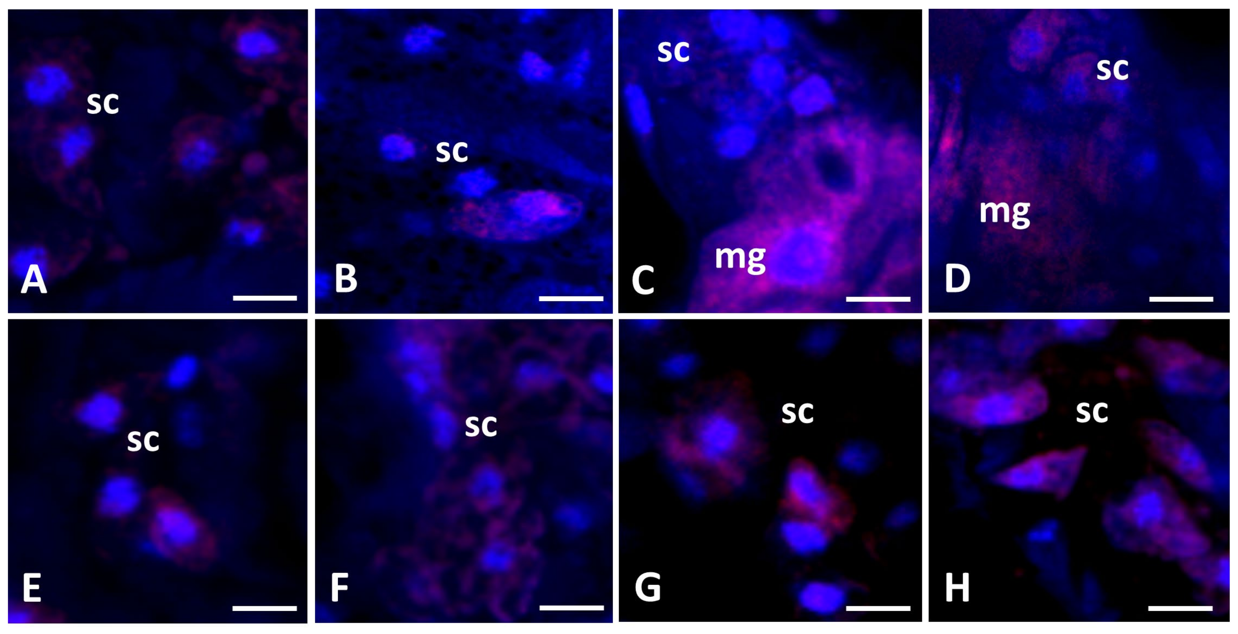 Diversity 16 00132 g004