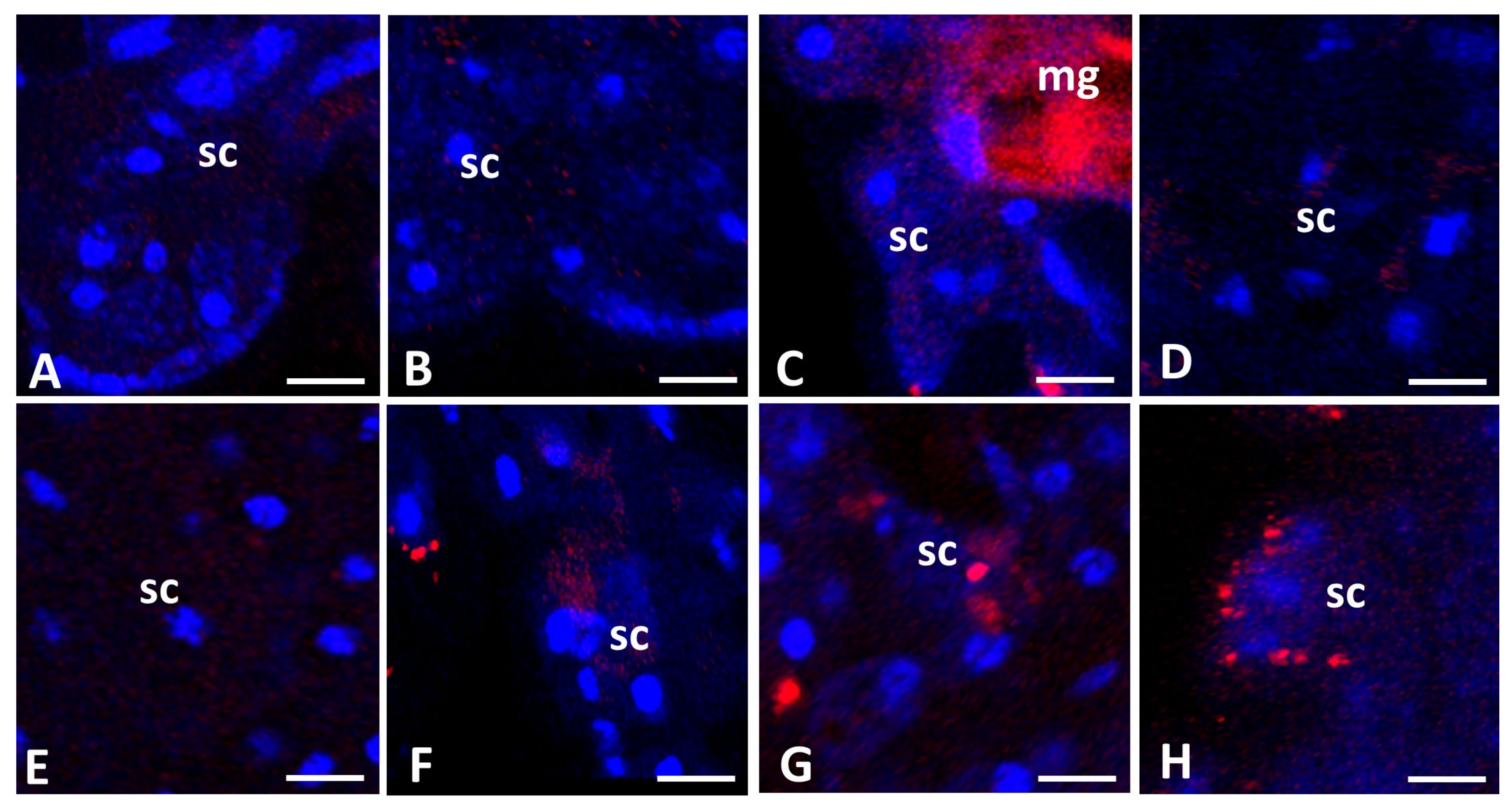 Diversity 16 00132 g006