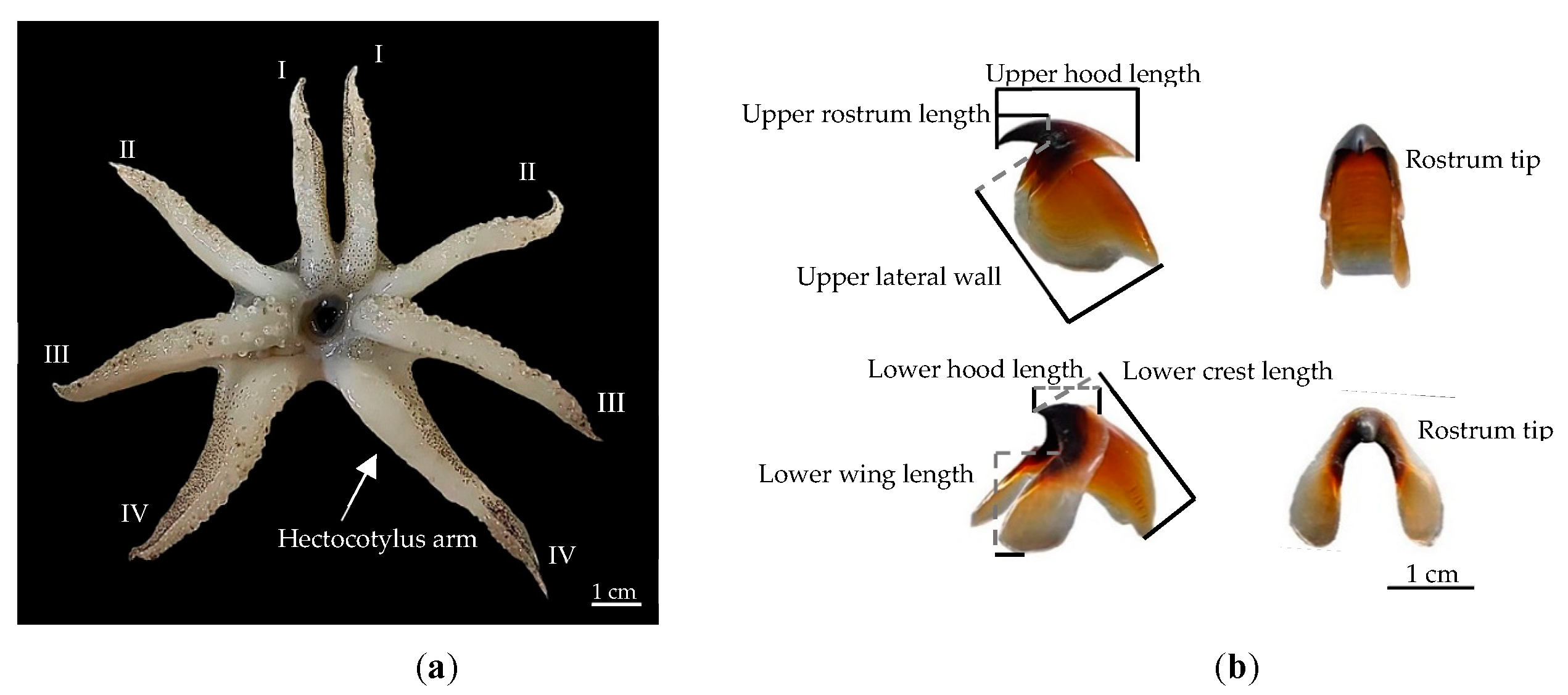 Diversity 16 00138 g004