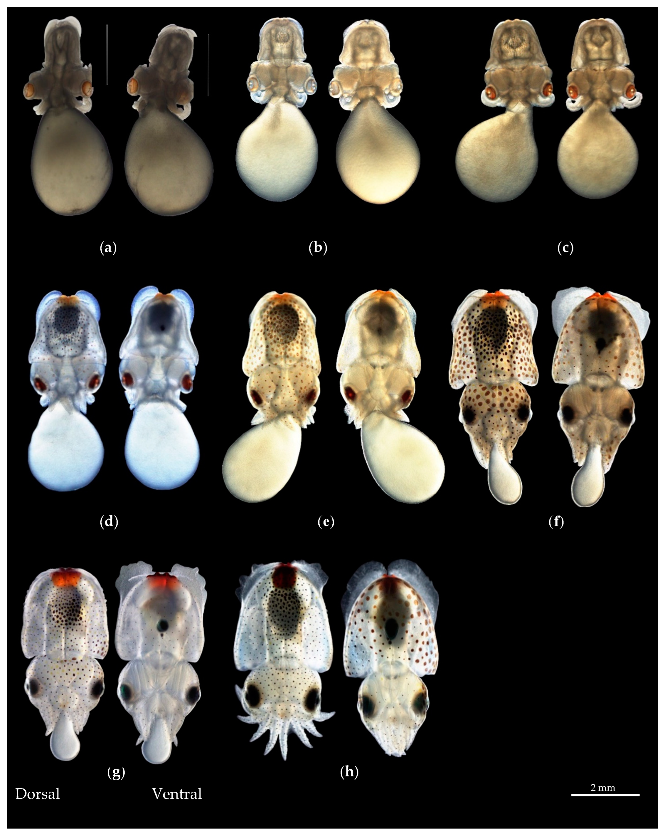 Diversity 16 00138 g006