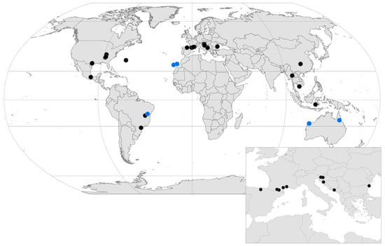 Red and Black Spider  Biodiversity of the Western Volcanic Plains