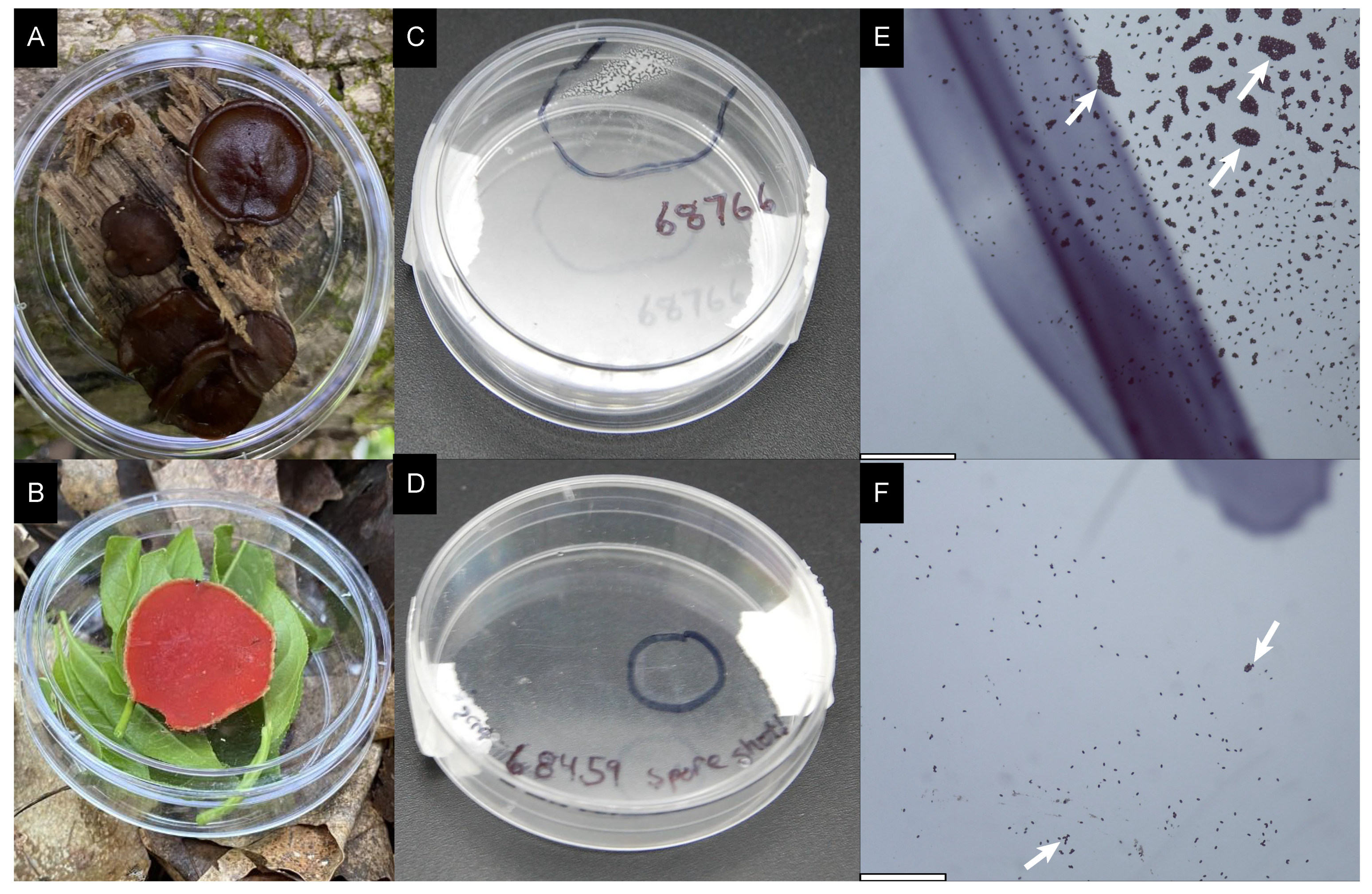 Diversity 16 00165 g001