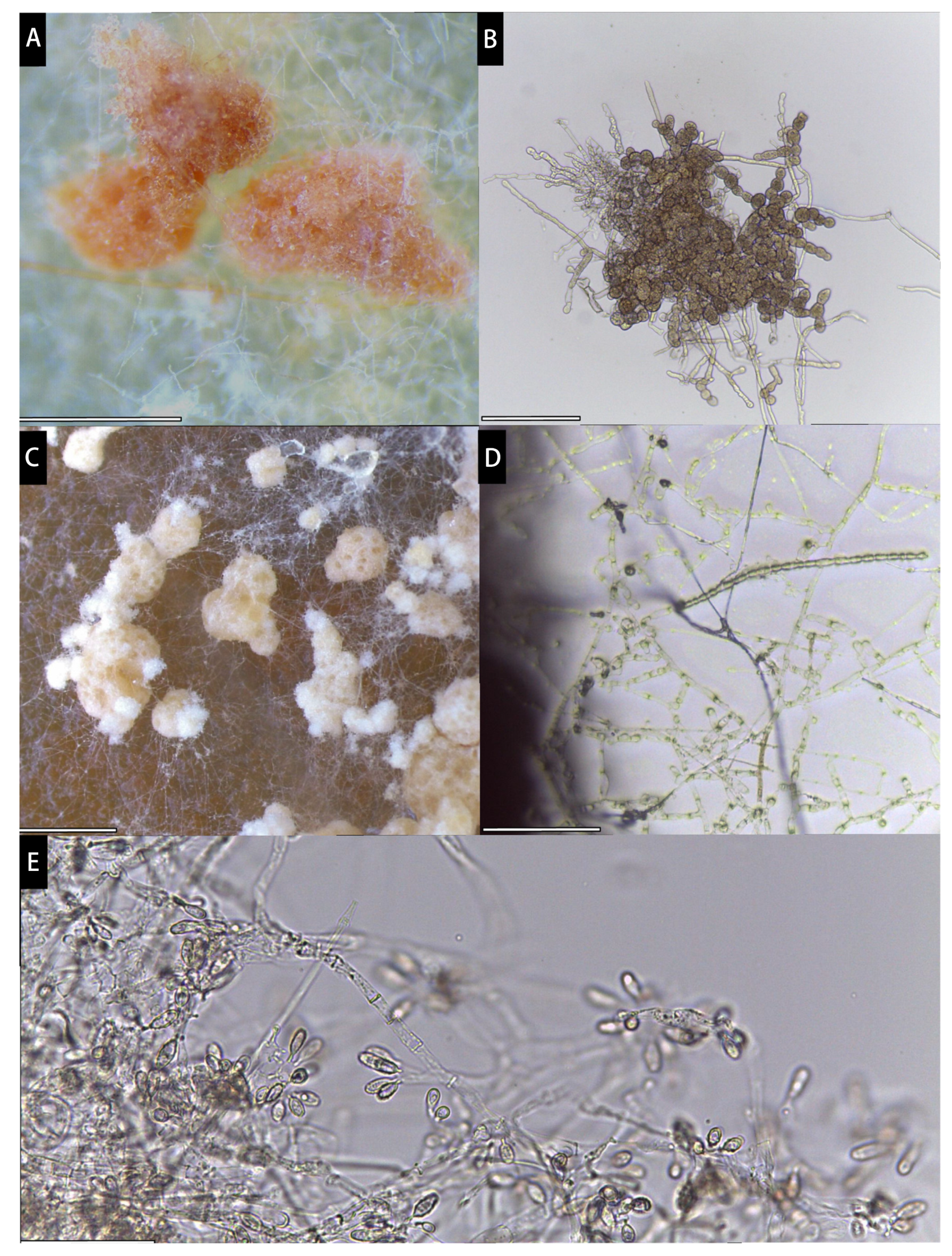 Diversity 16 00165 g004