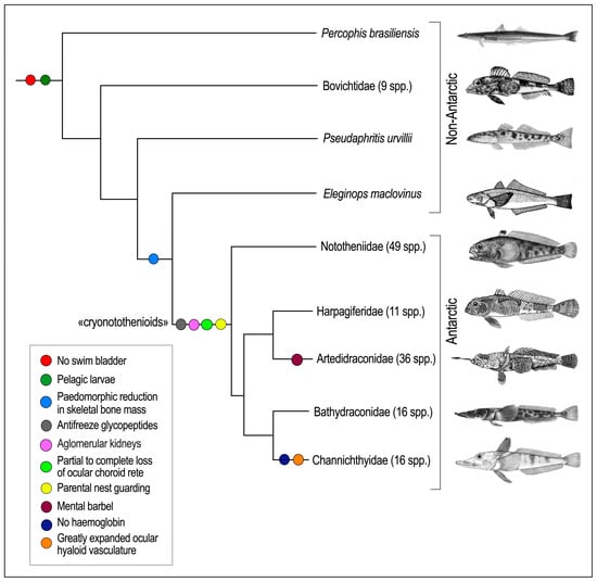 Flatfishes, Arctic Ocean biodiversity