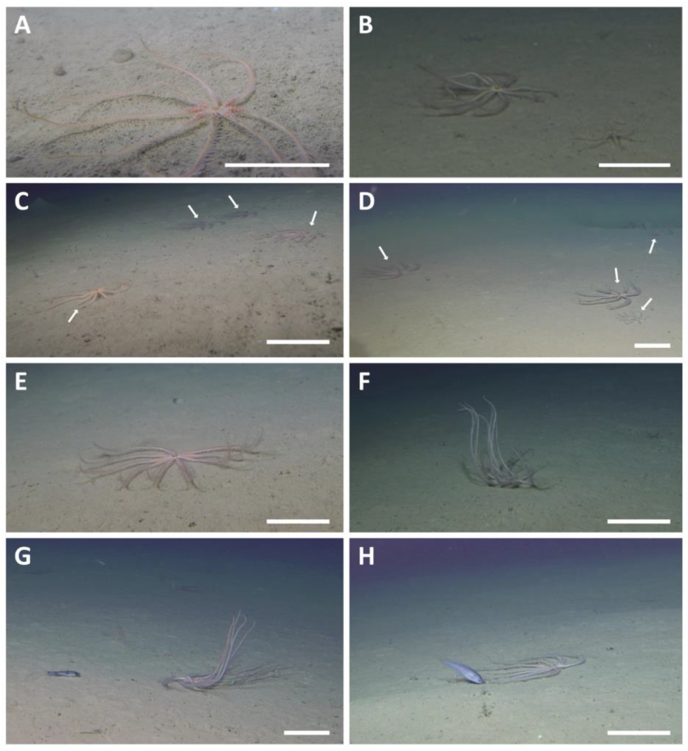 Diversity 16 00238 g004