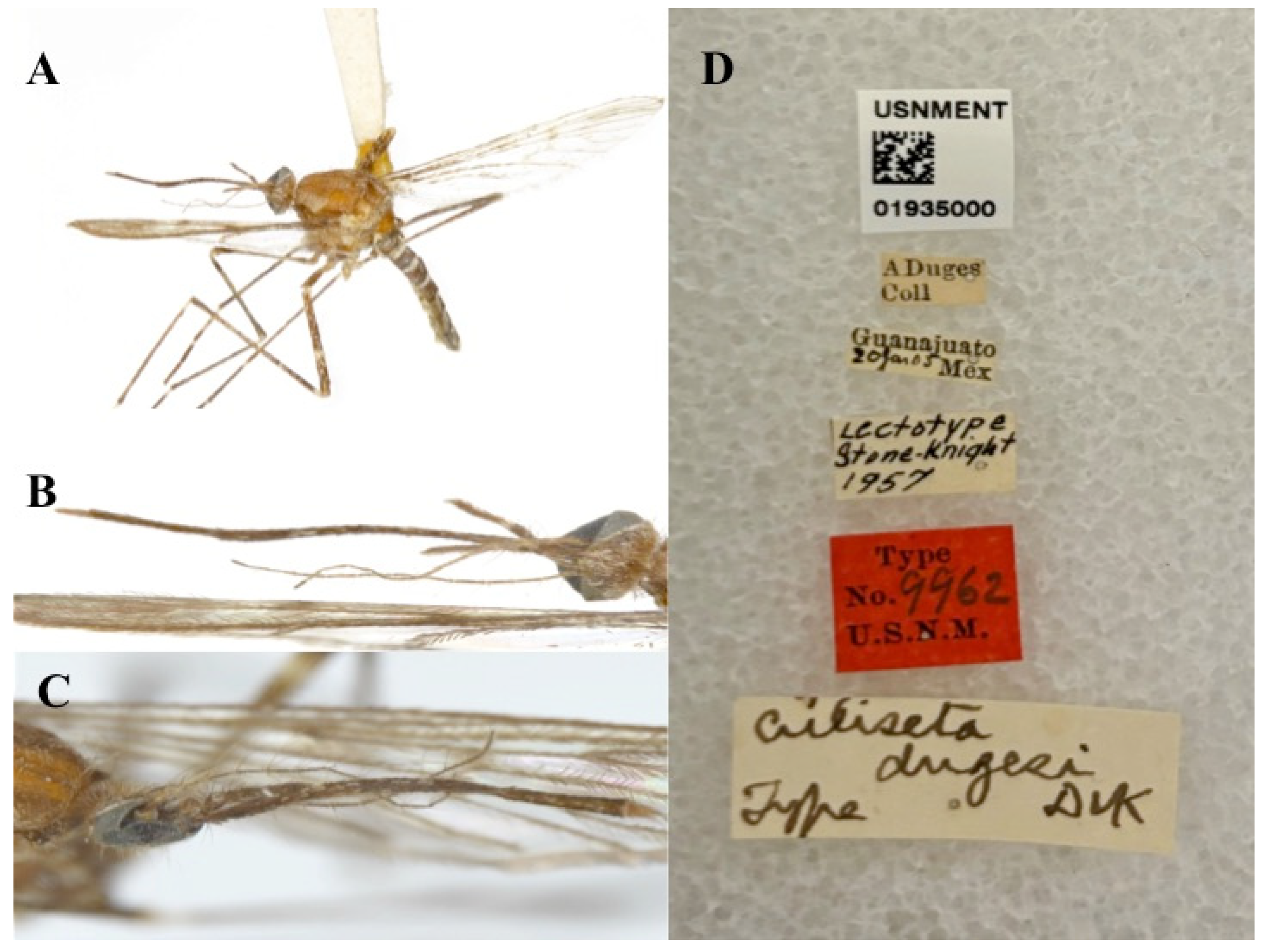 Diversity | Free Full-Text | The Mosquitoes of Morelos, Mexico: DNA ...