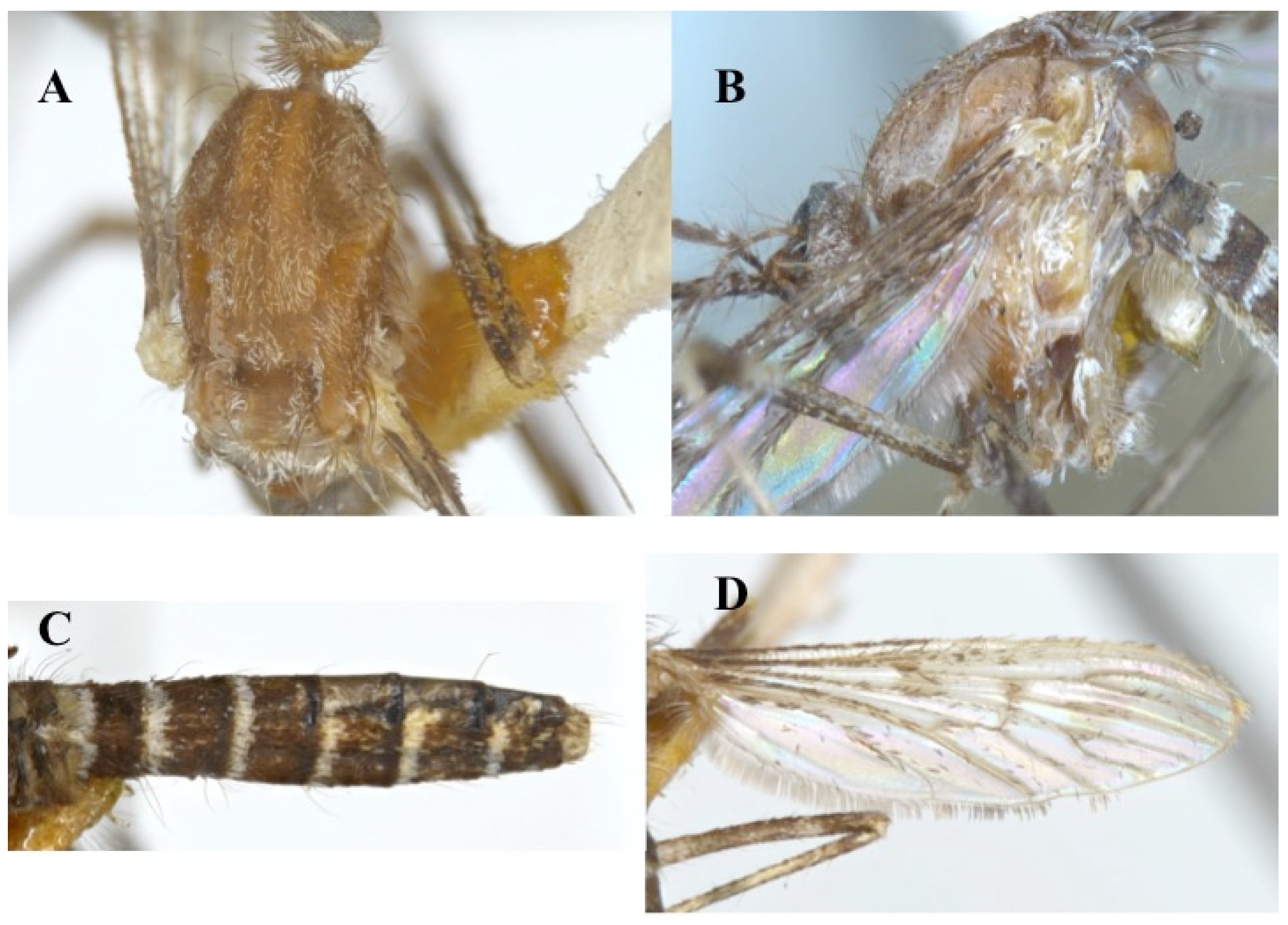 Diversity | Free Full-Text | The Mosquitoes of Morelos, Mexico: DNA ...