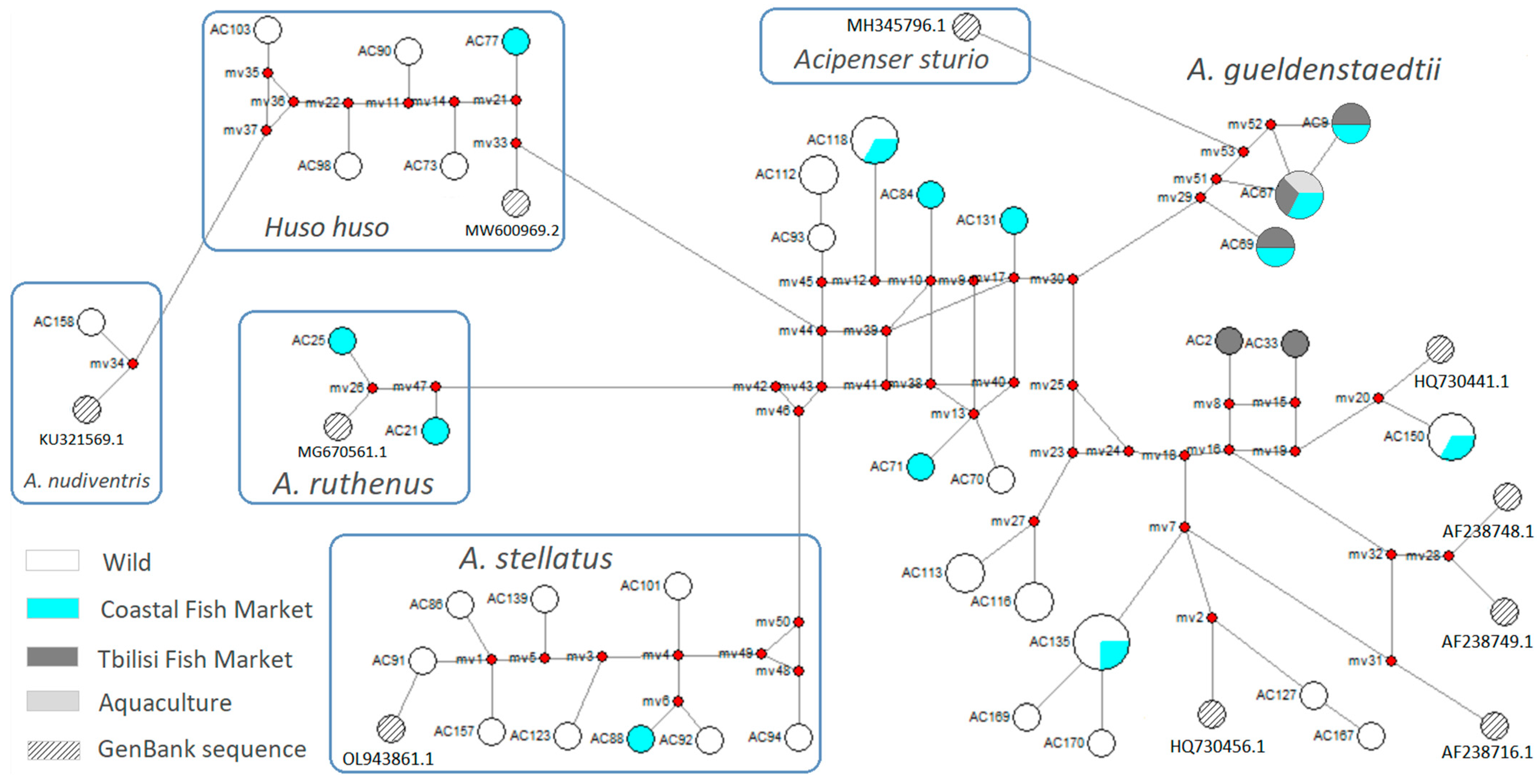 Diversity 16 00274 g003