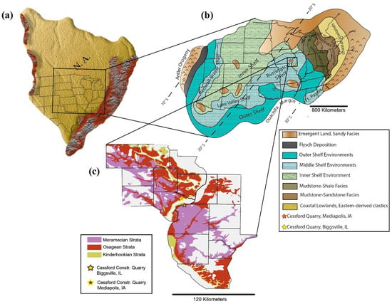 Diversity | Free Full-Text | A Description of the New Hybodont Shark ...