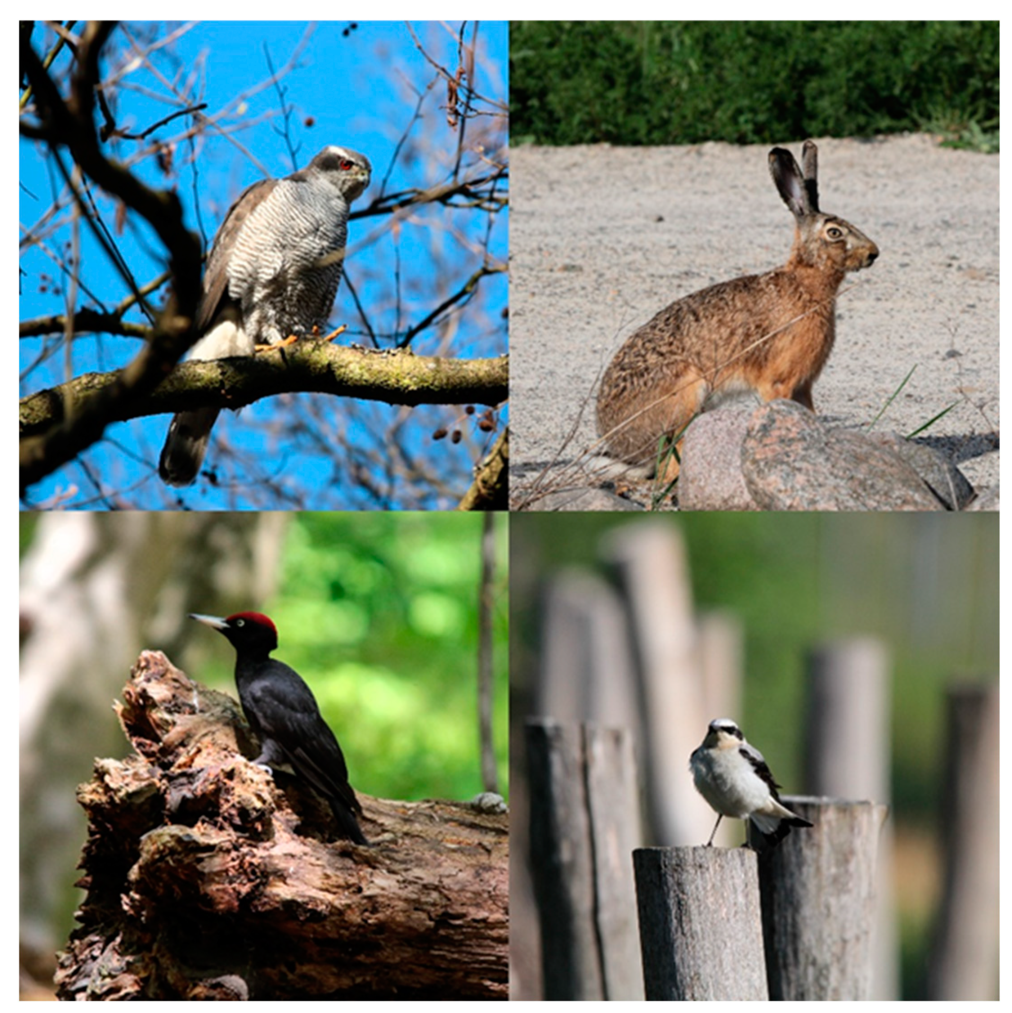 Diversity 16 00308 g002