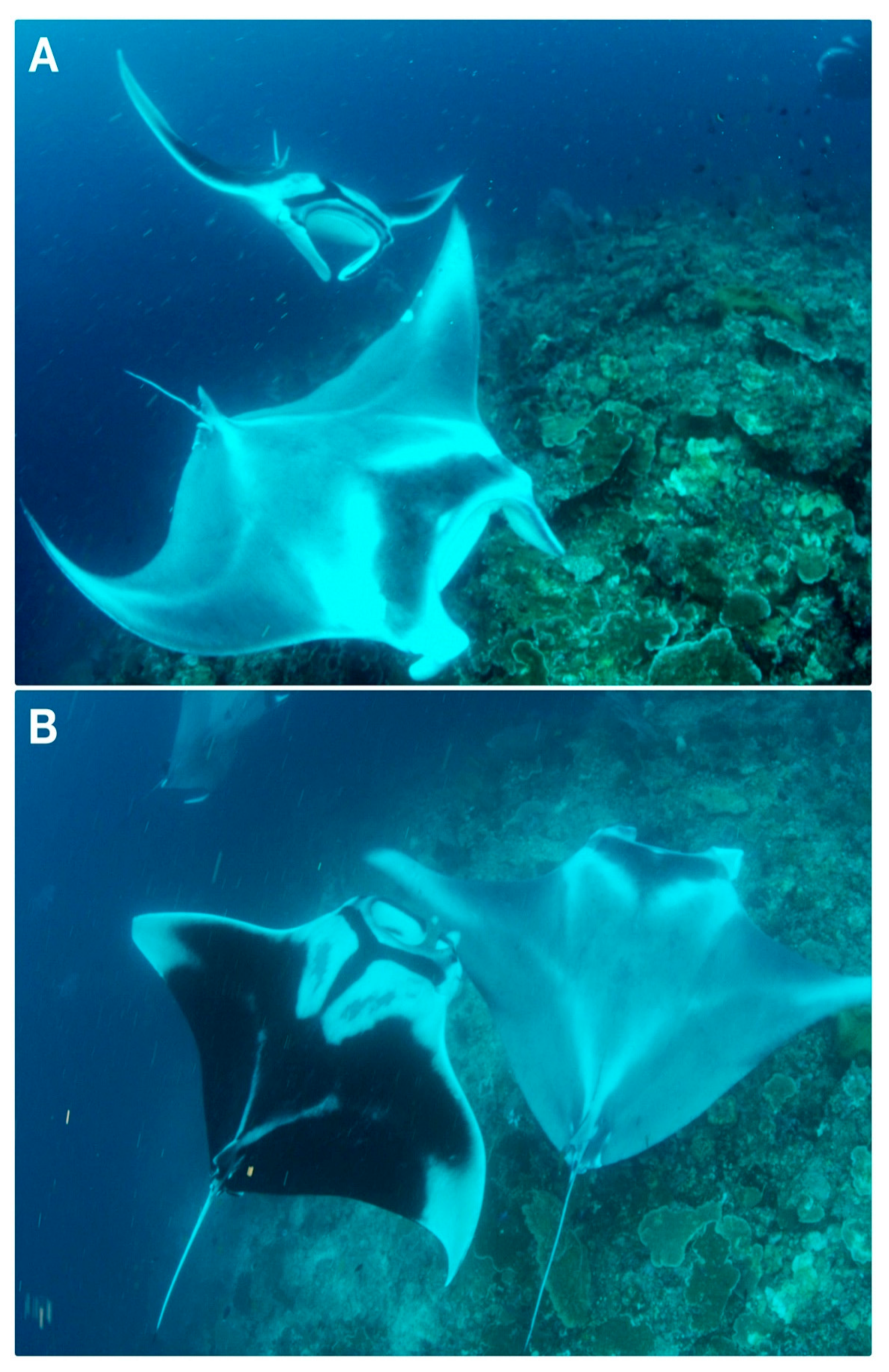 Diversity 16 00319 g001