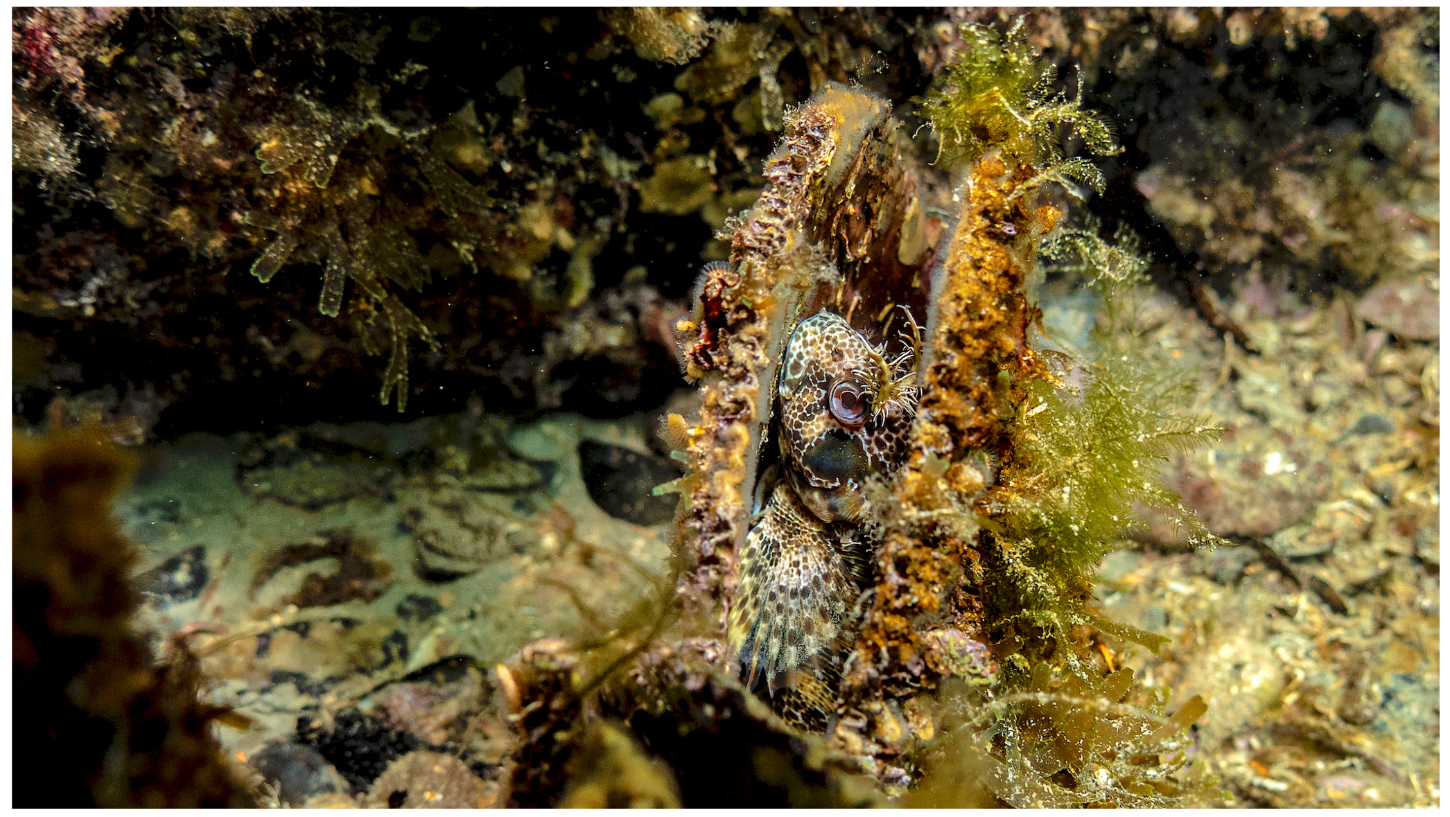 Diversity 16 00341 g006