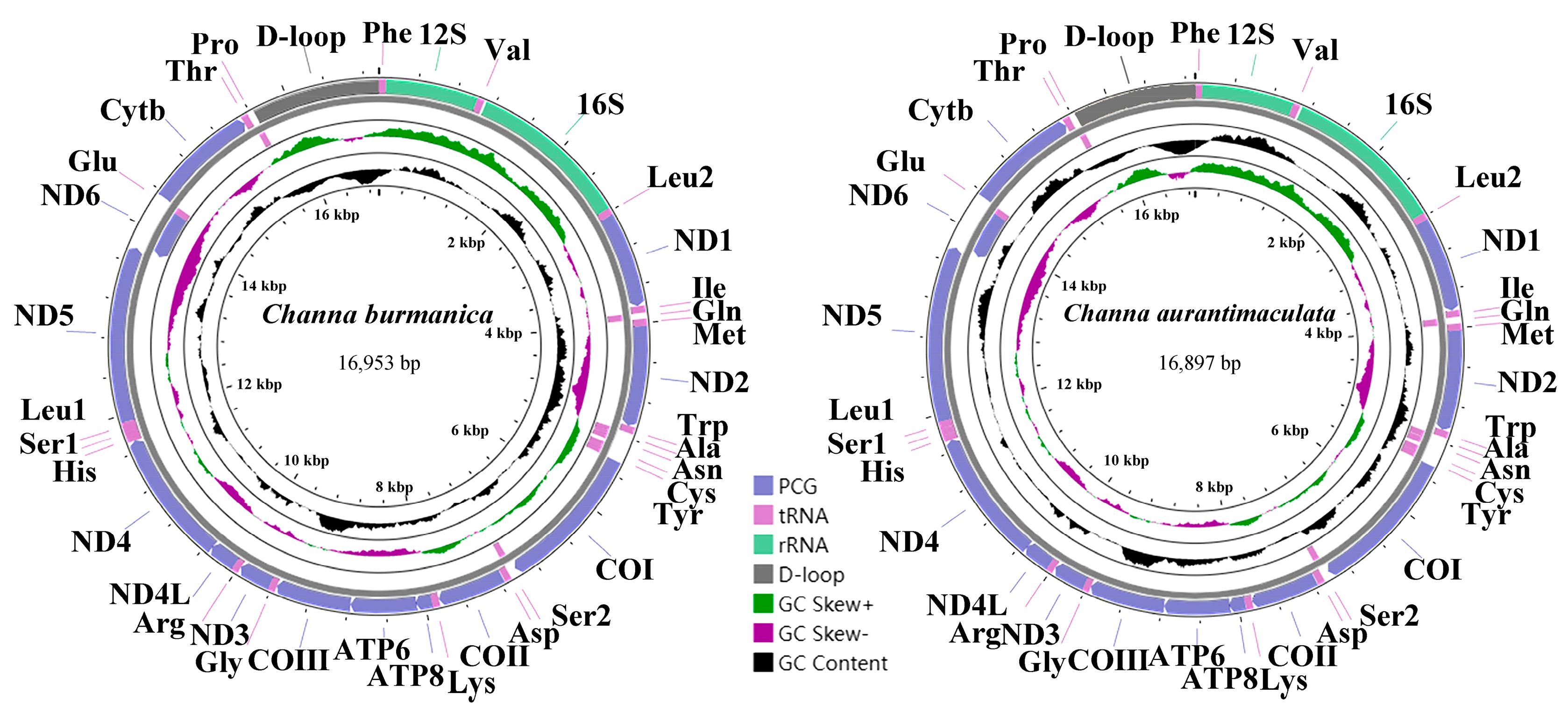 Diversity 16 00346 g001
