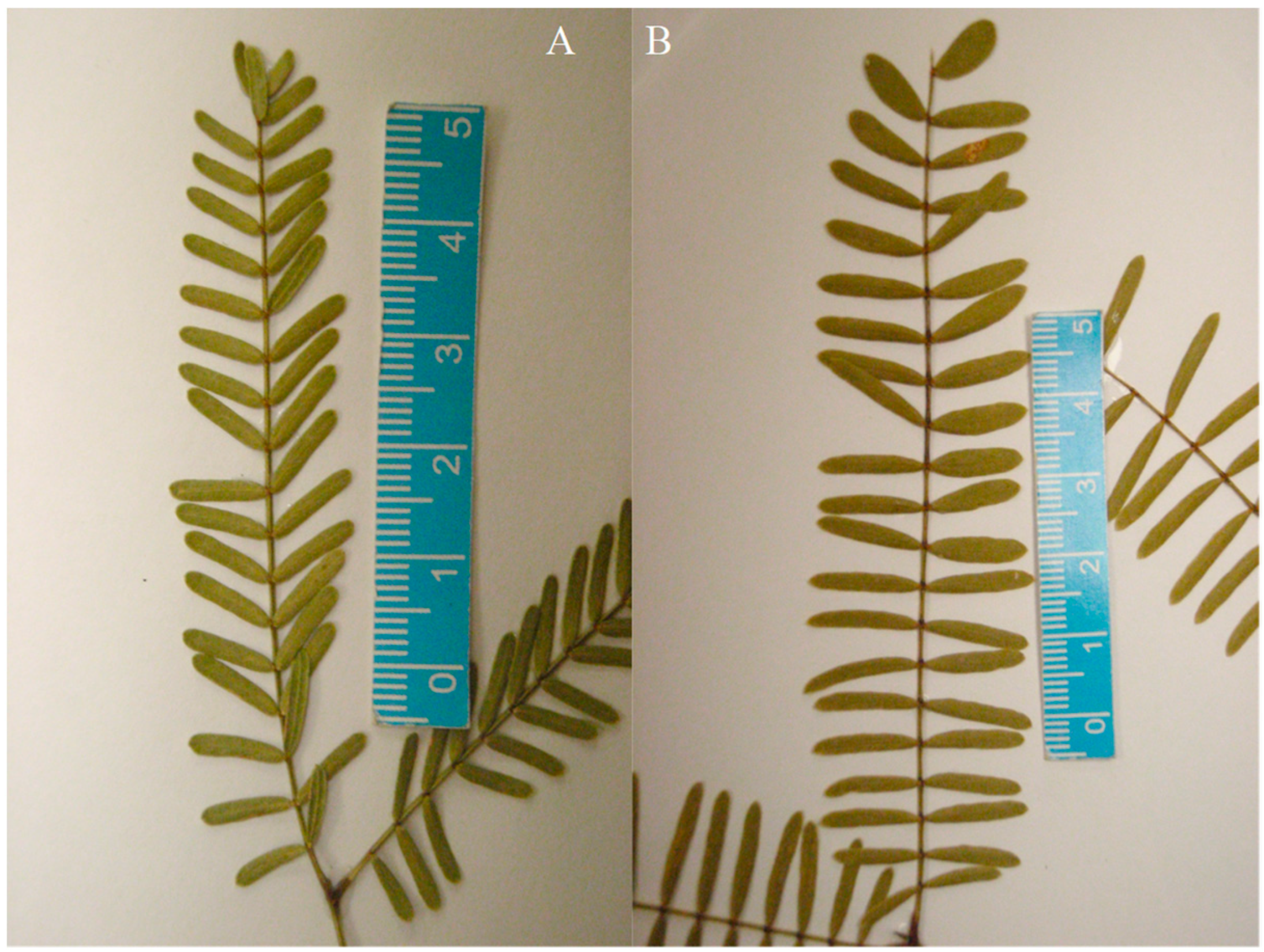 Diversity 16 00351 g004