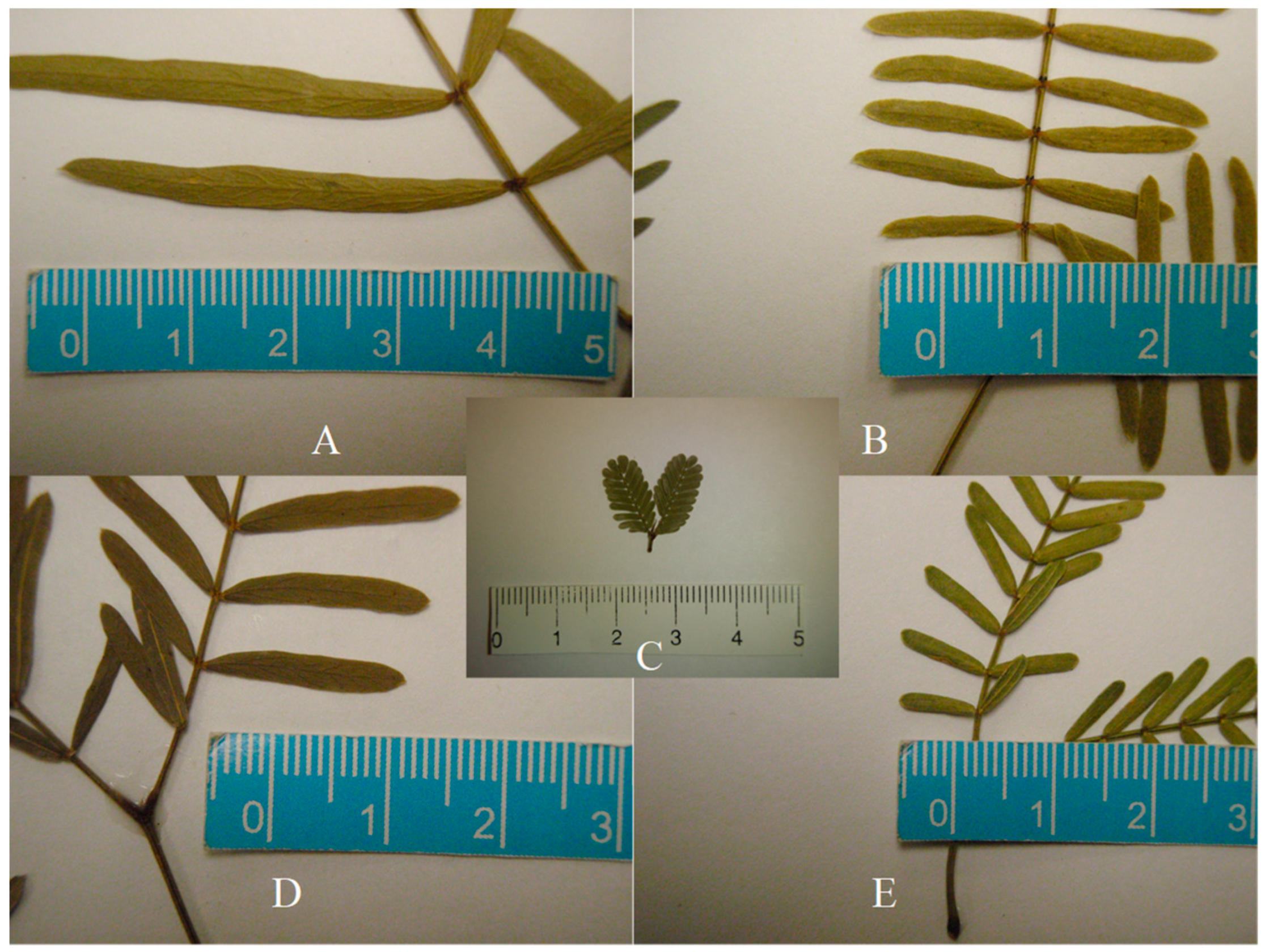 Diversity 16 00351 g005