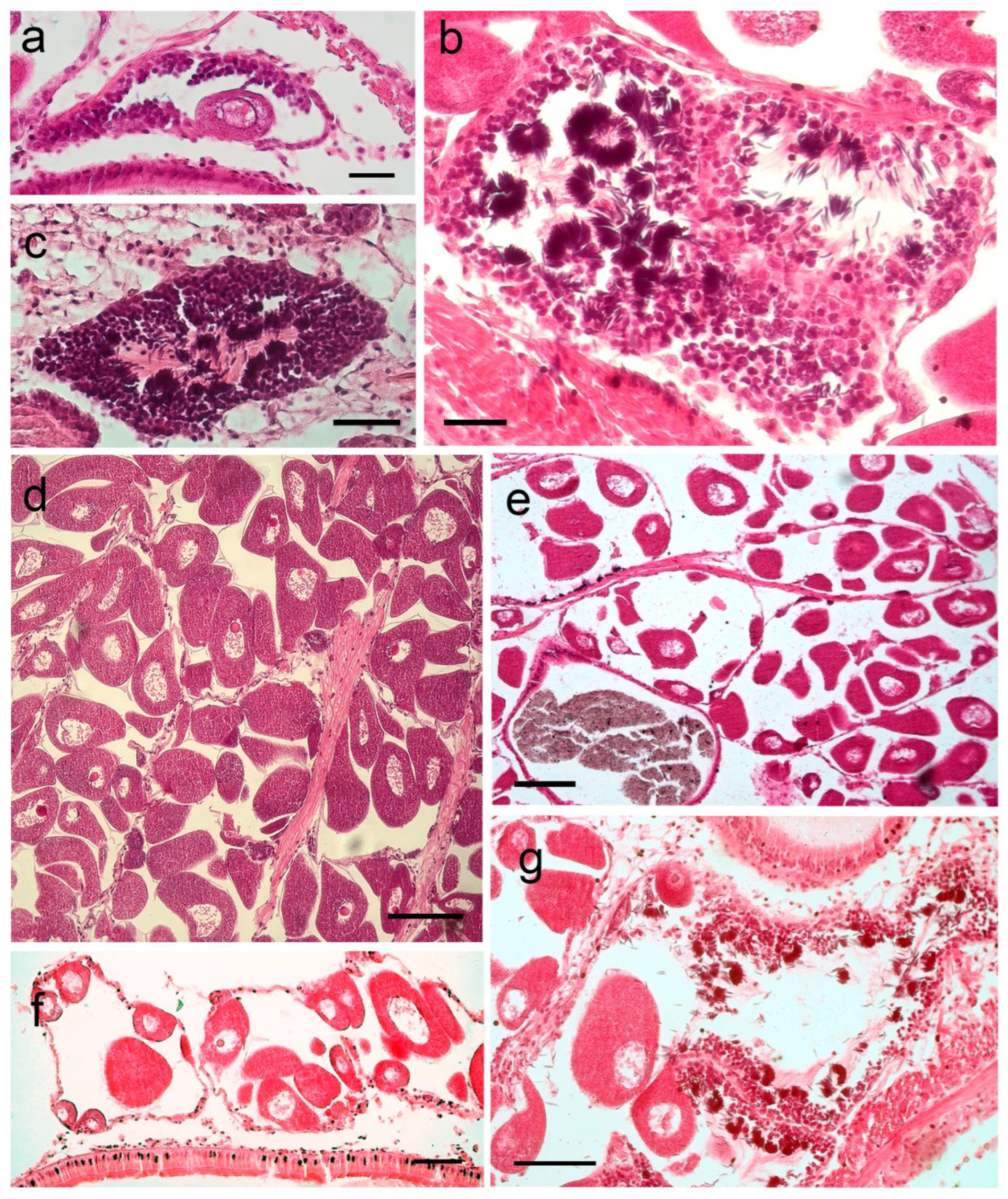 Diversity 16 00357 g005 Diversity 16 00357 g005