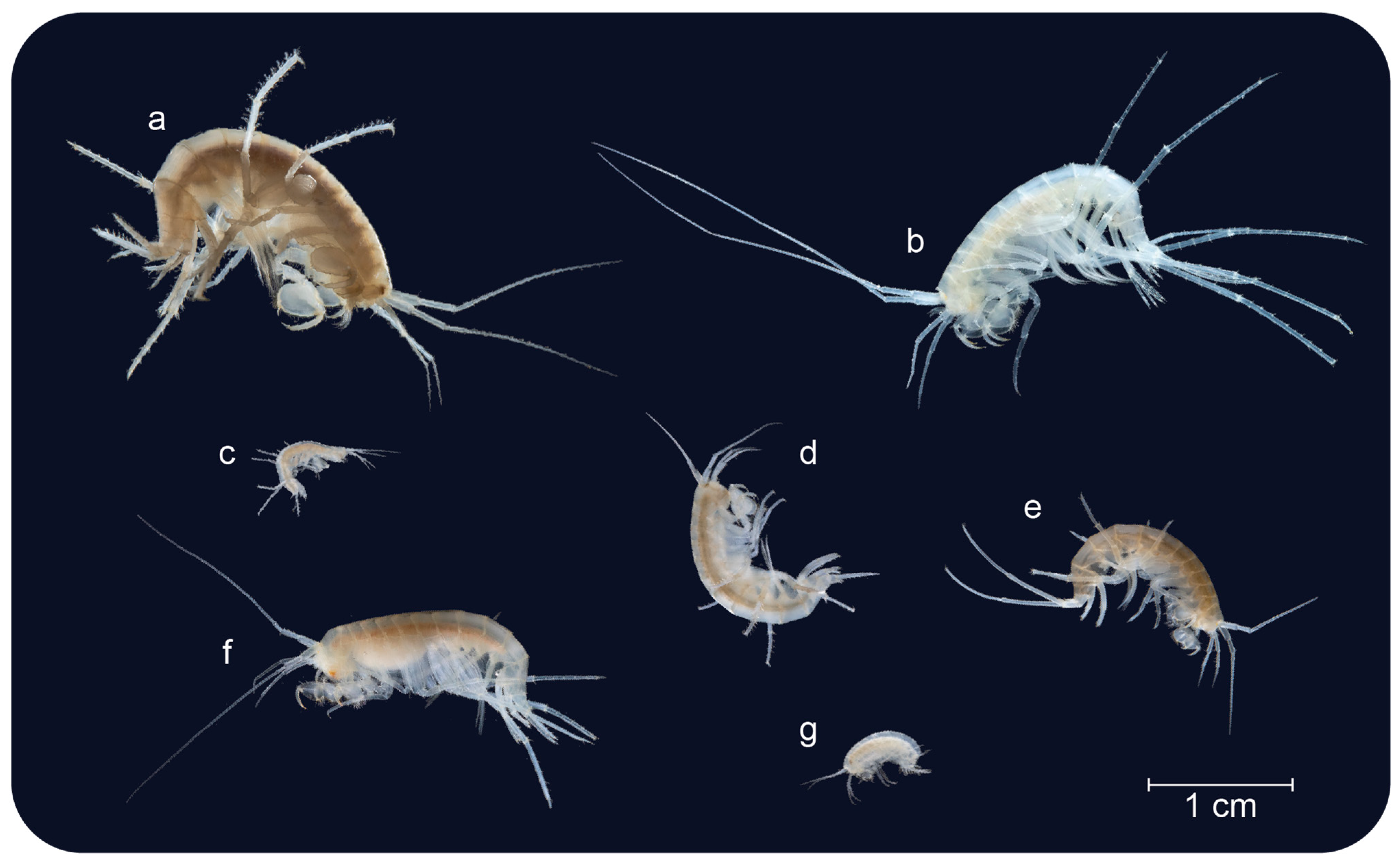 Diversity 16 00375 g001 Diversity 16 00375 g001