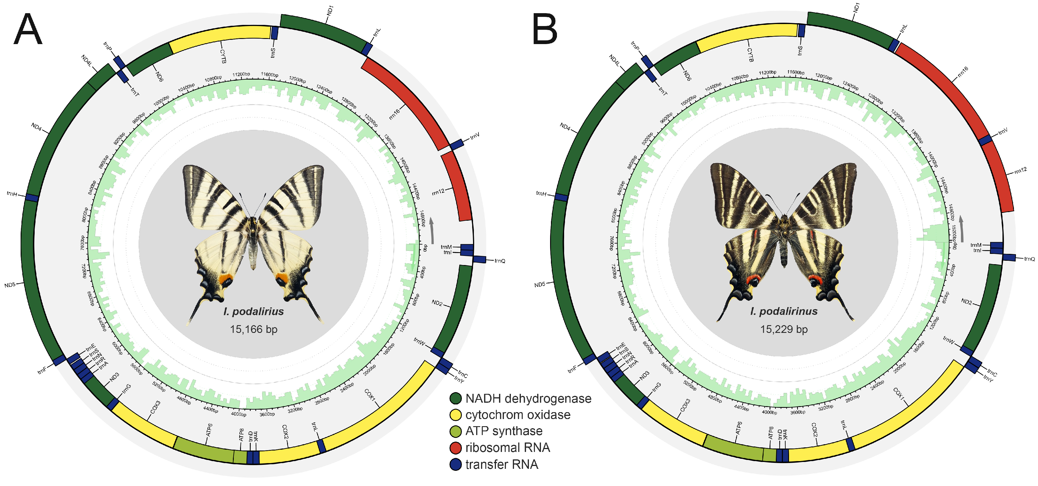 Diversity 16 00392 g003