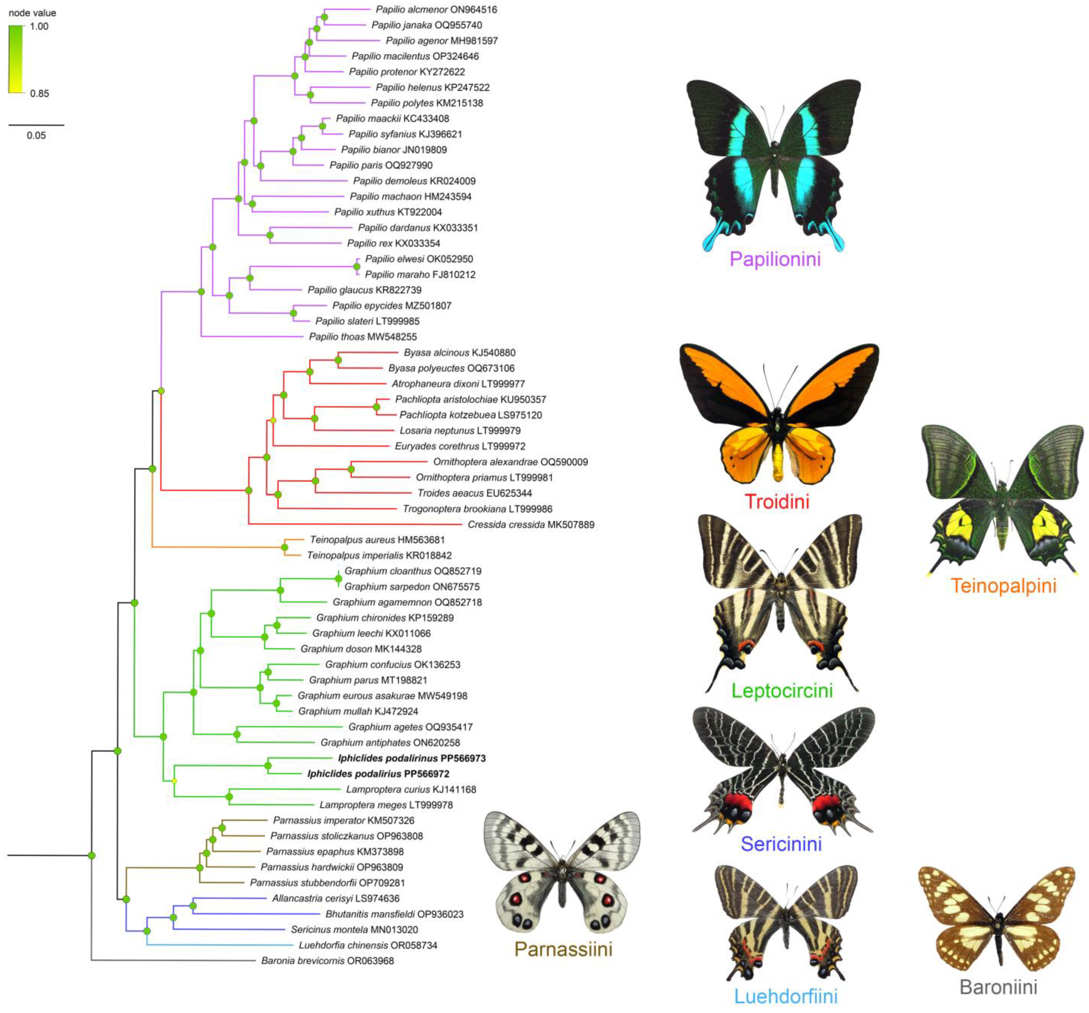 Diversity 16 00392 g005