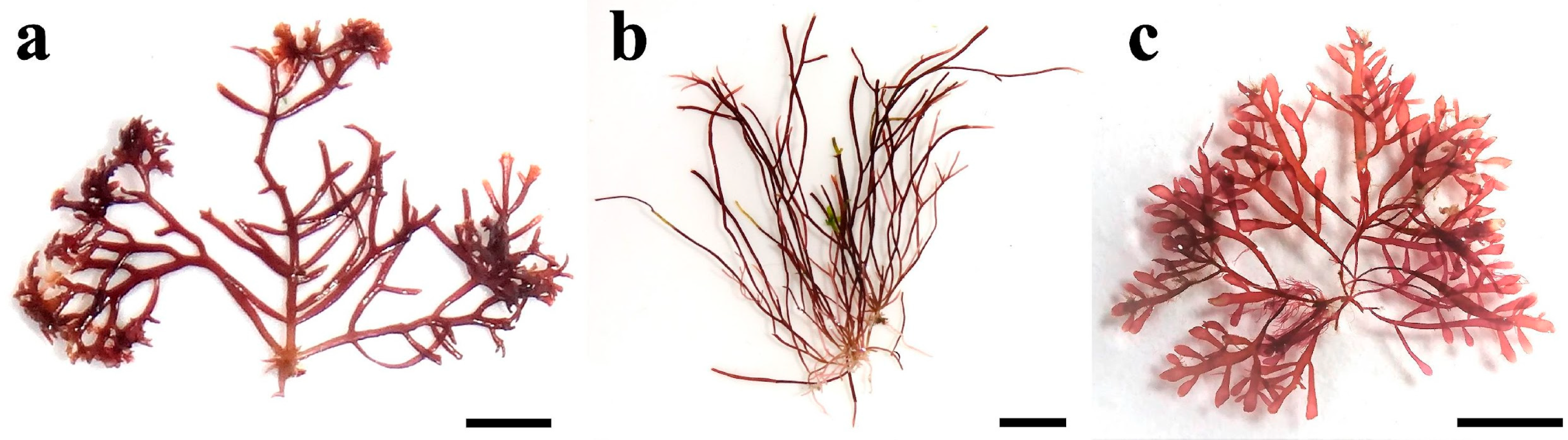 Diversity 16 00399 g002