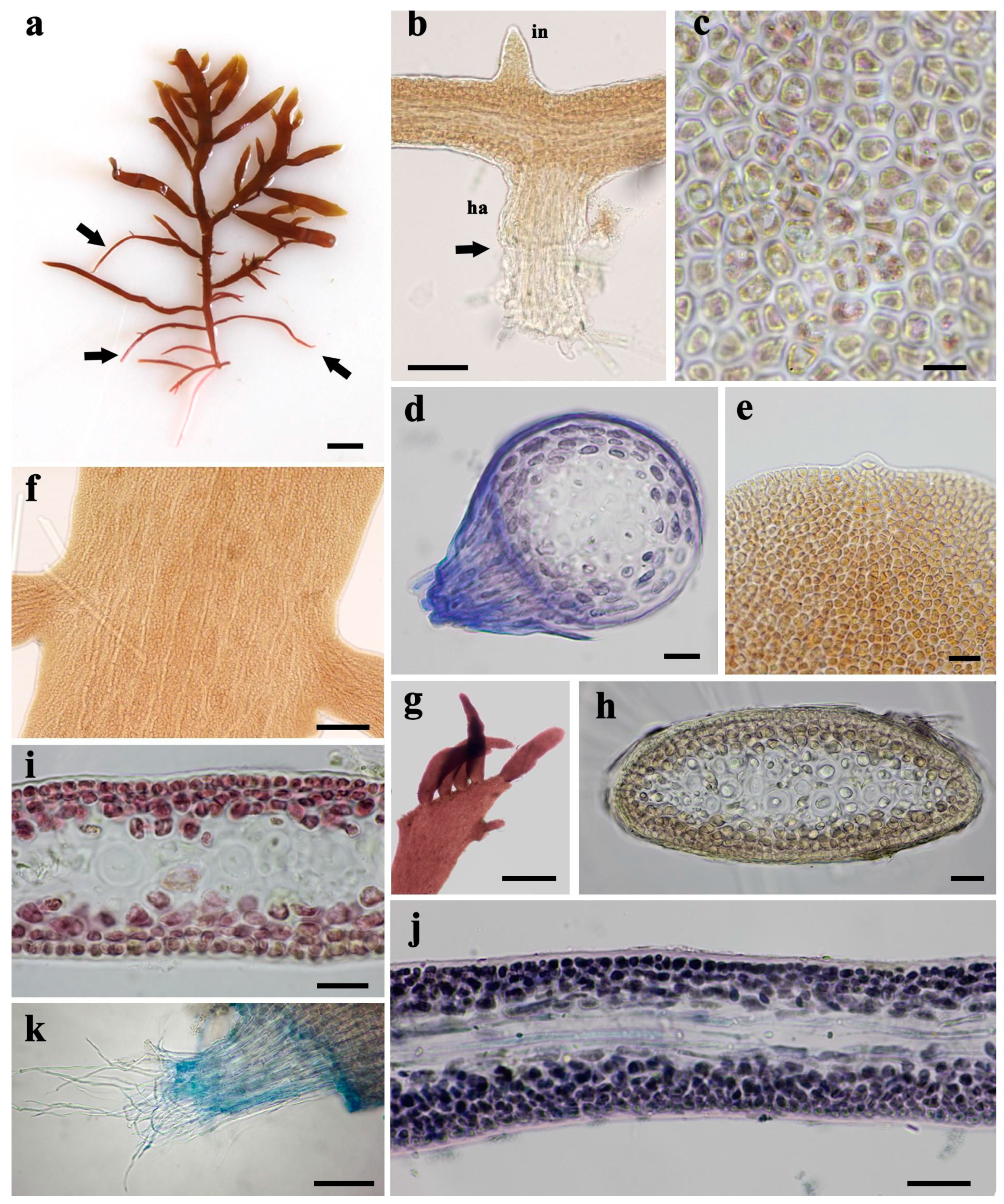 Diversity 16 00399 g006