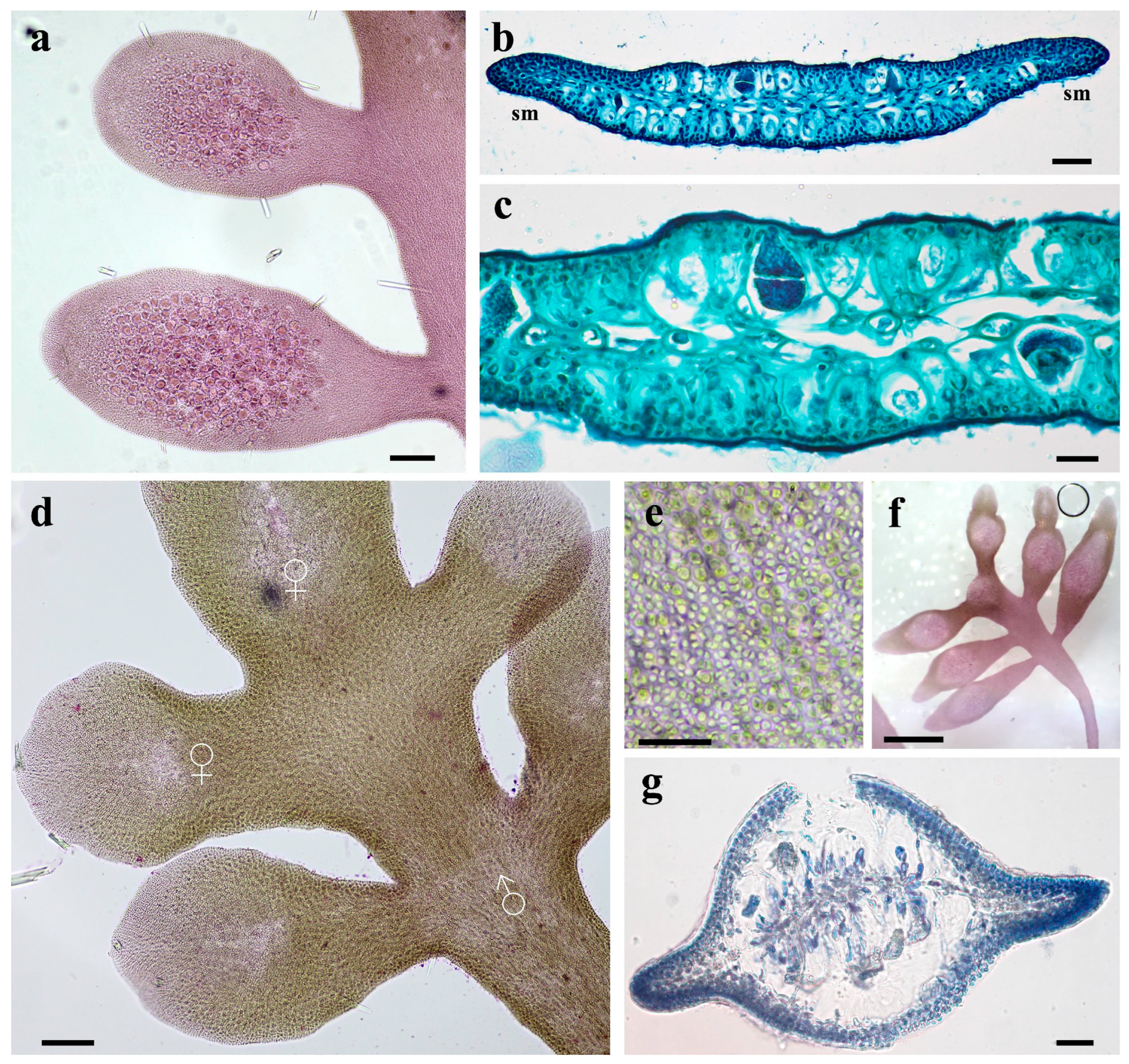 Diversity 16 00399 g007