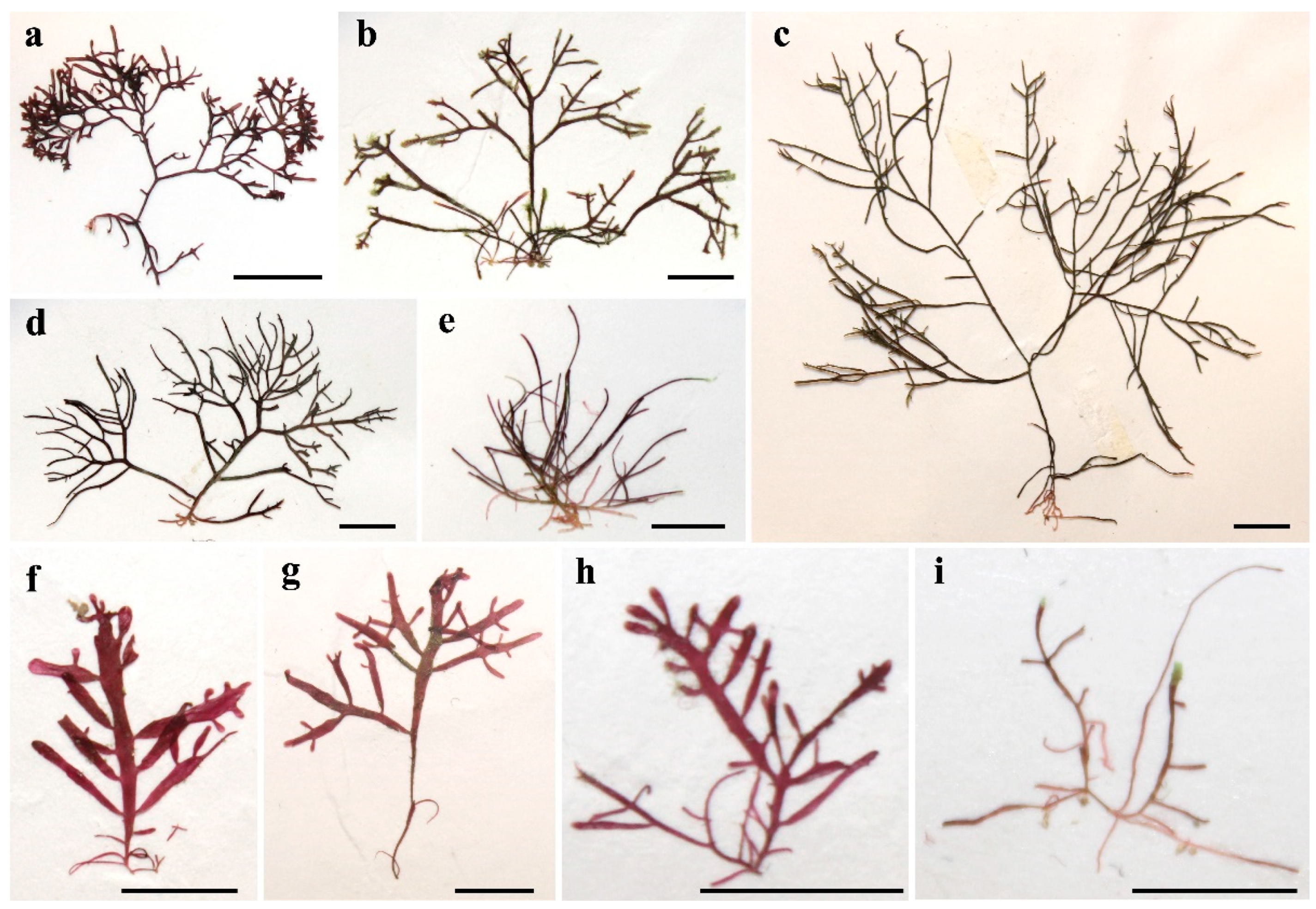 Diversity 16 00399 g011