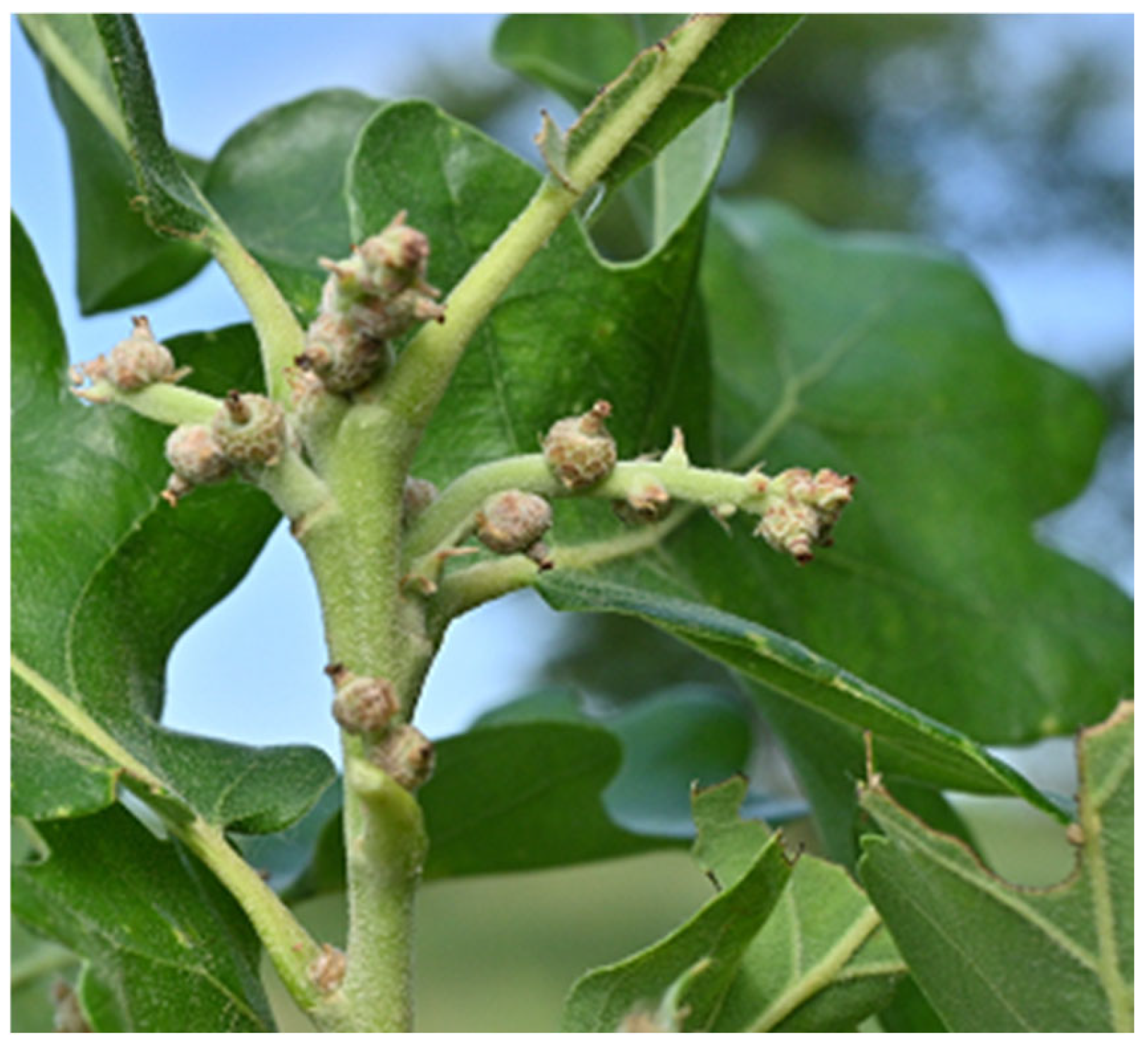 Diversity 16 00401 g001